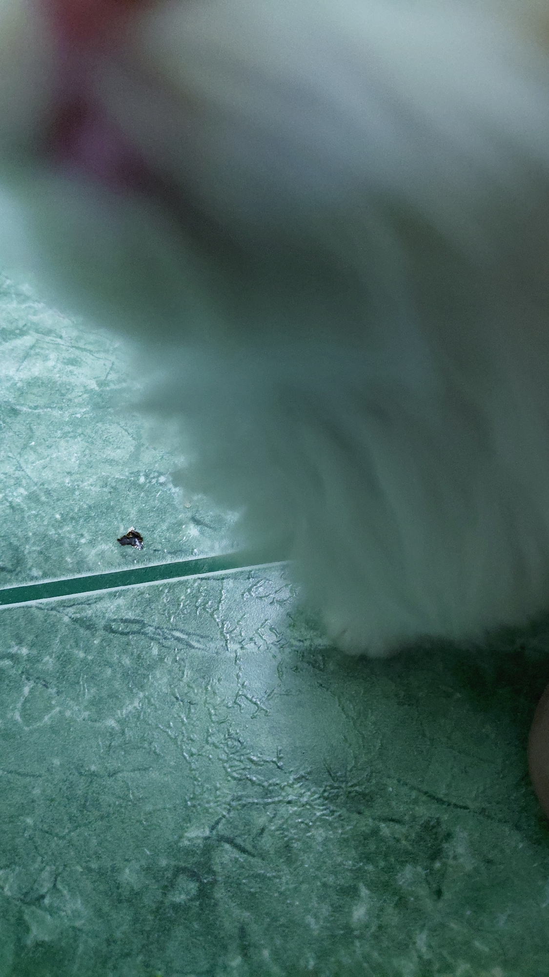 An extreme close-up, low-angle shot shows a small, dark object, possibly an insect, on a green, textured surface, likely a floor with marble-like veining. A large, out-of-focus area of white, fluffy material dominates the right side of the frame, partially obscuring the surface and casting a shadow. The lighting is dim. There is no discernible location in Saratov, Russia, or any other identifying environmental context.
