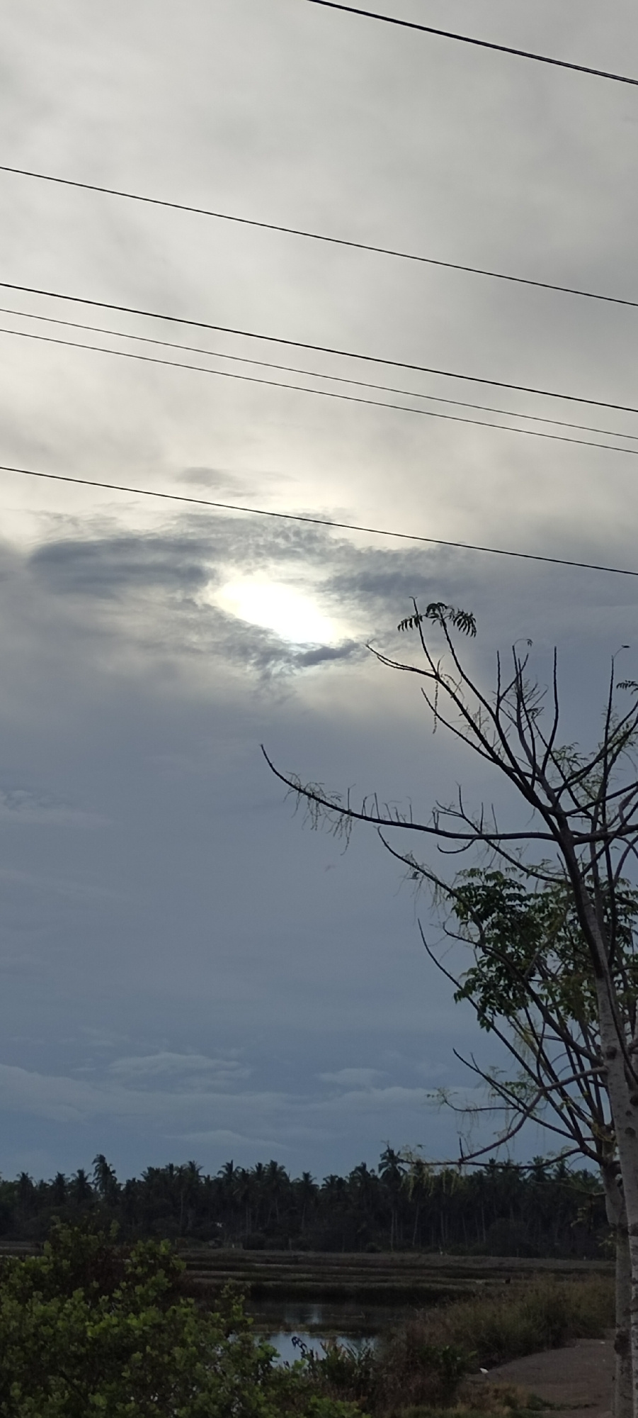 The image captures a cloudy sky with a bright, partially obscured sun, suggesting an overcast day in Lhokseumawe, Indonesia. Four parallel power lines stretch horizontally across the upper portion of the frame. In the mid-ground, the silhouette of a dense line of palm trees forms the horizon, indicating a tropical landscape. In front of the trees, there are rows of what appear to be flooded rice paddies. A leafless tree with thin branches is prominent in the right mid-ground, with a few green leaves on its lower branches. In the foreground, the tops of lush green bushes are visible. The overall lighting is diffused, creating a subdued atmosphere.