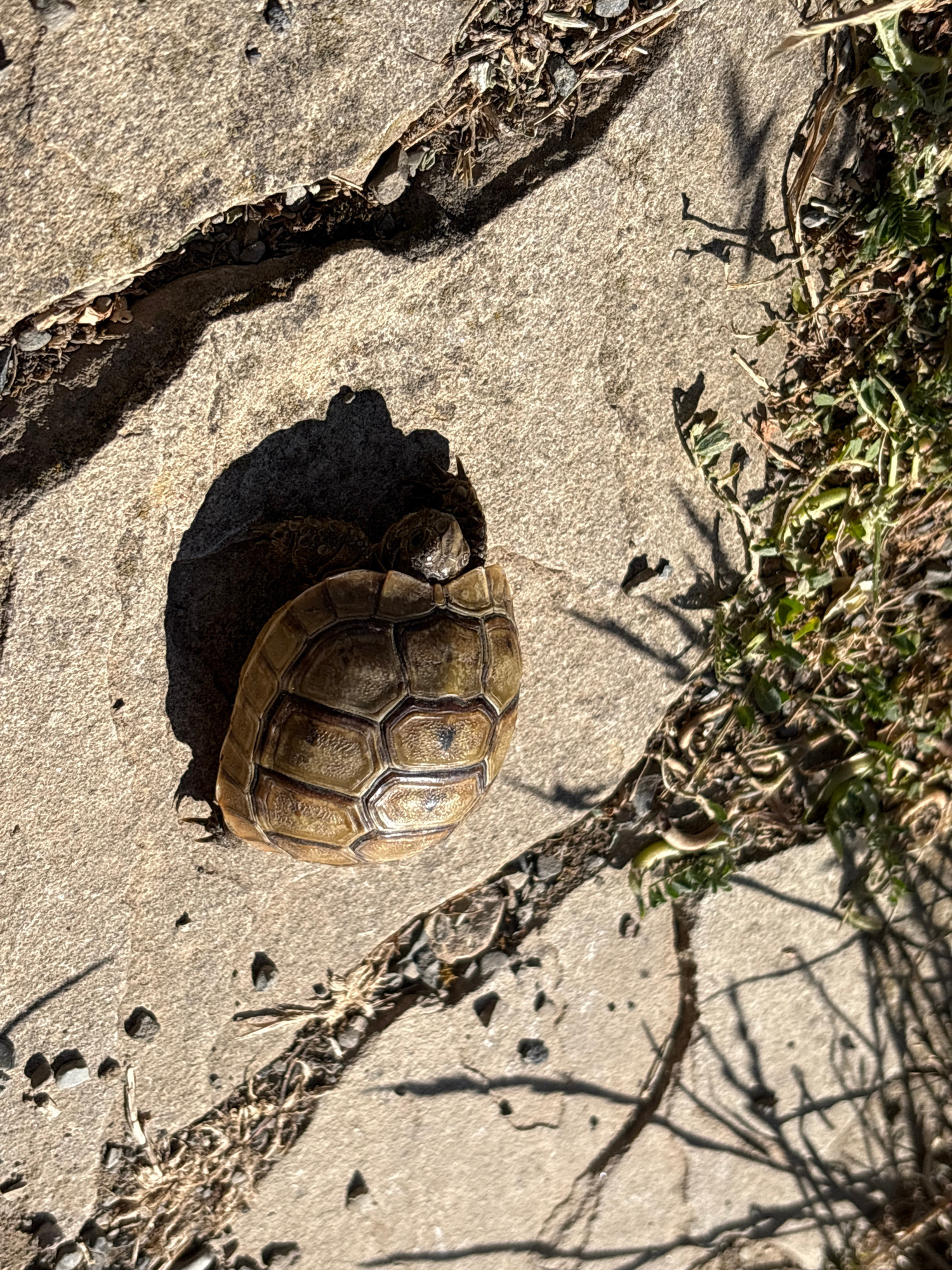 A tortoise is seen on a paved surface in Mtskheta, Georgia. The tortoise is positioned on its side, with its legs tucked in. The pavement is cracked, with some debris and dried vegetation present in the cracks and along the edges. Shadows are cast on the pavement, indicating a bright, sunny day. The surrounding area appears to be outdoors, possibly a garden or pathway, with some green foliage visible on the right side of the image. The tortoise's shell is visible, displaying a textured, brownish-yellow pattern.