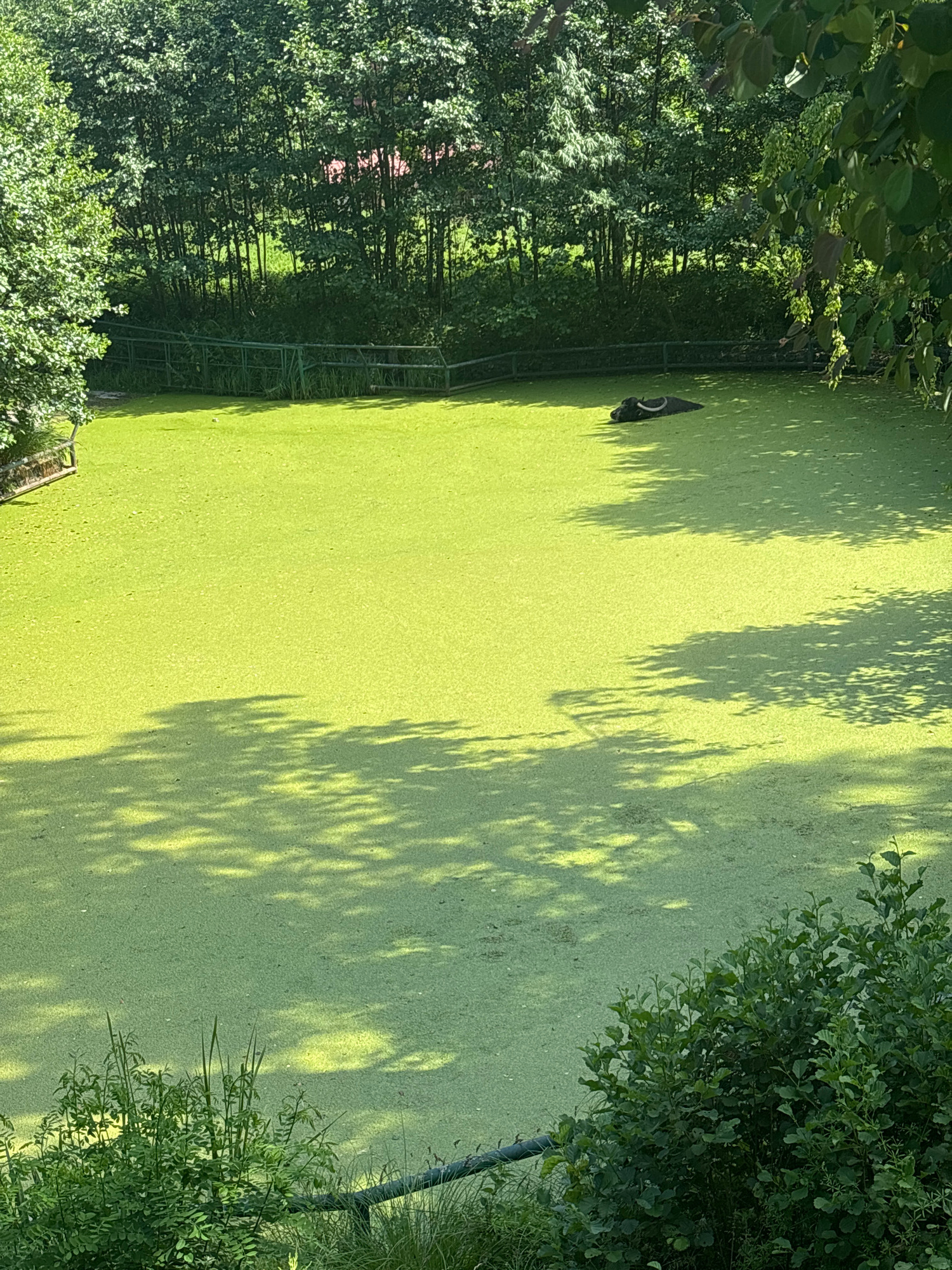 A solitary, dark-colored animal, possibly a water buffalo, submerges in a pond covered with a thick layer of bright green duckweed. Only its head and a portion of its back are visible above the surface. The pond is surrounded by lush green trees and foliage. Sunlight casts dappled shadows of the leaves onto the water's surface. A metal fence, partially obscured by vegetation, runs along the edge of the pond. The environment appears to be a natural or semi-natural outdoor setting.