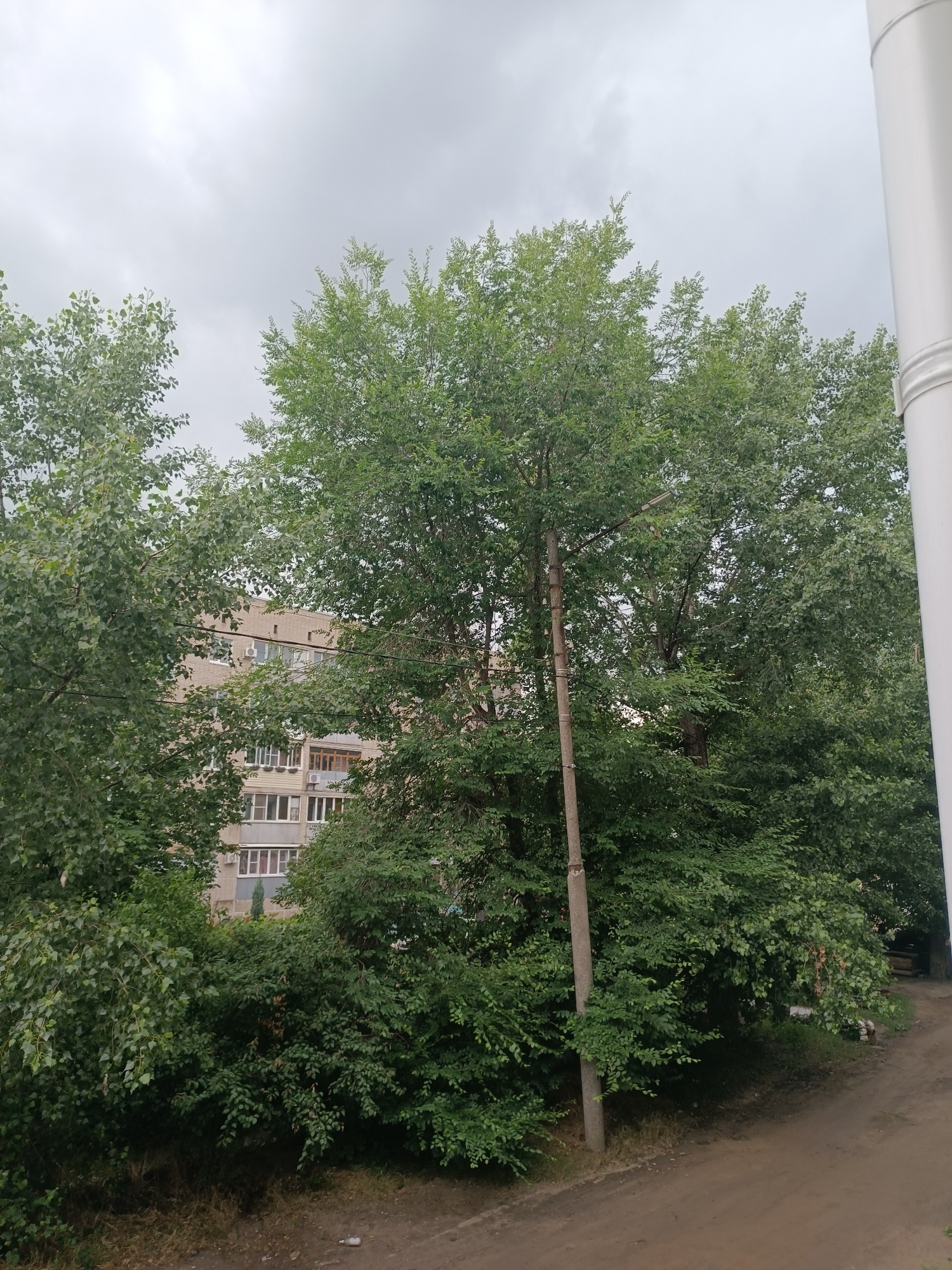 The image shows a view from an elevated perspective, looking towards a multi-story brick apartment building partially obscured by lush green trees and foliage. A concrete utility pole with a street light fixture stands prominently in the center-right foreground. The sky above is overcast with gray clouds. The ground in front appears to be a dirt path with some dry grass. A white plastic bottle is visible on the ground in the lower right portion of the image. The building has multiple windows and balconies, some with visible air conditioning units. The overall impression is of an urban residential area on a cloudy day.