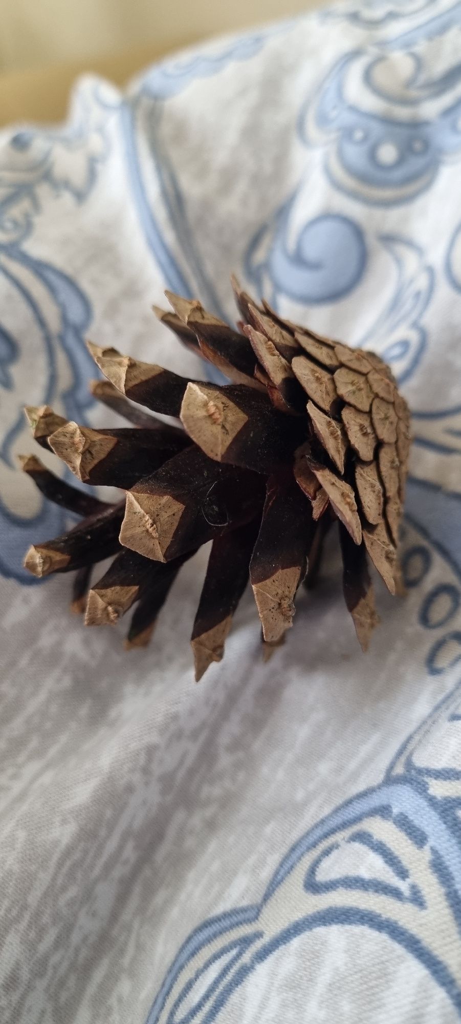 A single pine cone rests on a white and blue patterned fabric. The pine cone is dark brown with pointed scales. The fabric has a soft, textured appearance and a swirling, abstract blue pattern. The scene is indoors, possibly on a table or bed, with natural lighting. No people or actions are depicted.