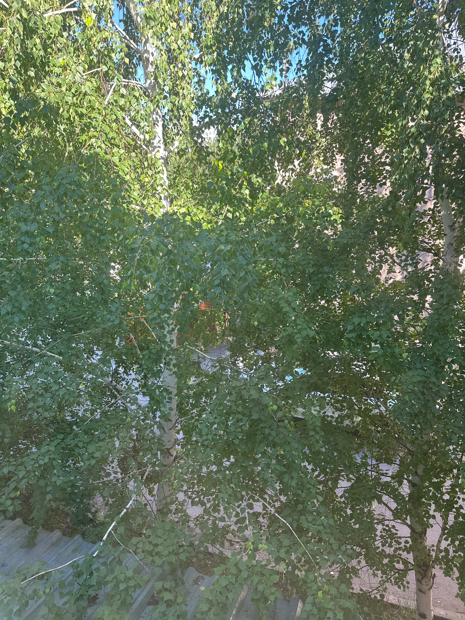 The image shows a view looking down at a birch tree with green leaves, obscuring much of the background. In the foreground, a corrugated gray roof is visible, with some dry grass and dirt patches. Behind the tree, glimpses of a building with a textured, light-colored facade can be seen, suggesting an urban or suburban setting. The sky above is a bright blue, indicating clear weather. There are no people or animals visible in the image. The scene appears to be a typical outdoor view from a window or balcony in Kostanay, Kazakhstan, likely during the daytime in the summer or early autumn given the foliage.