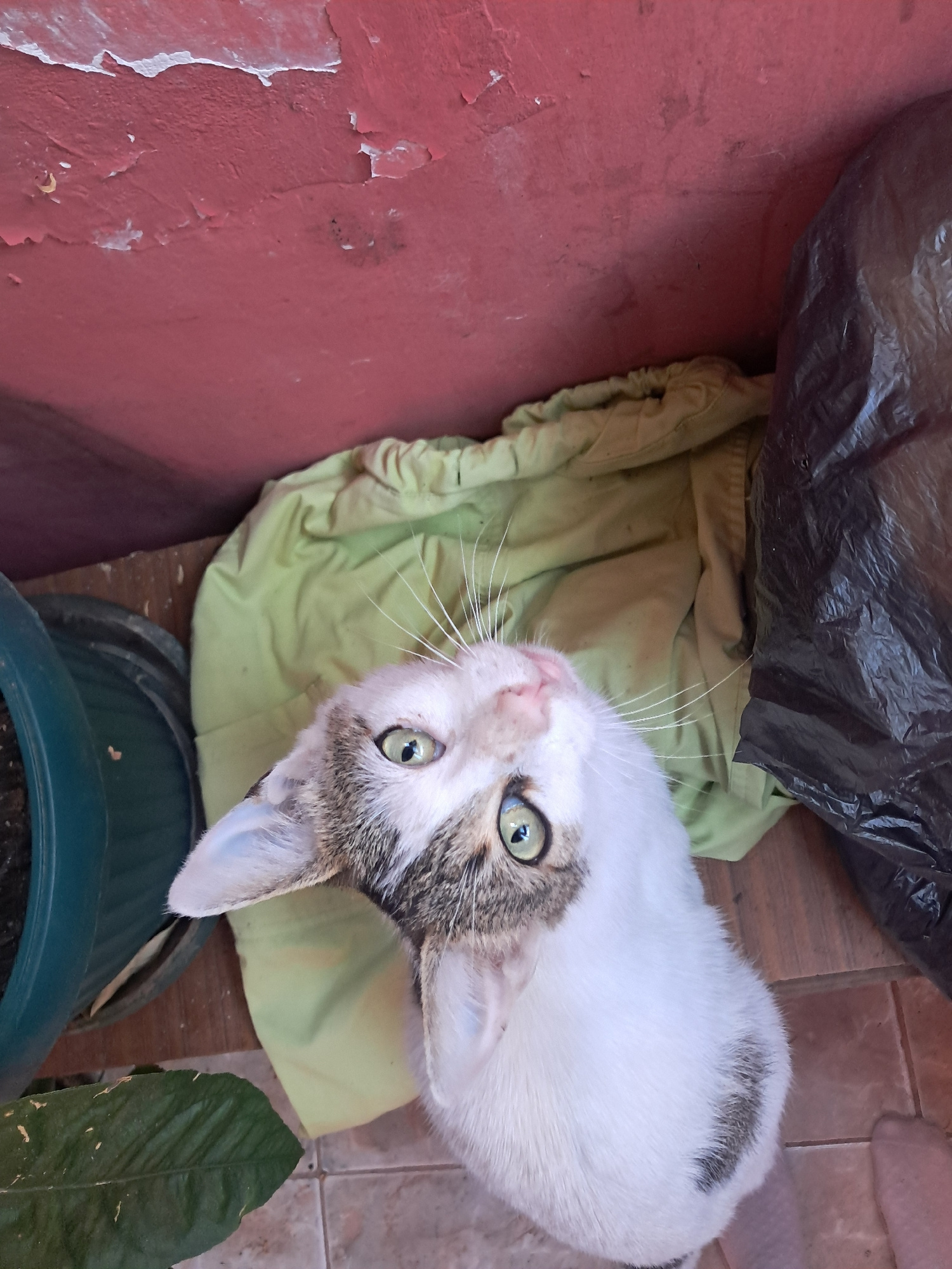A high-angle, medium shot captures a white cat with tabby markings looking directly up at the camera. The cat's head is tilted upwards, revealing its green eyes and pink nose. The cat is positioned in the lower right quadrant of the frame, with its body extending out of view.
Behind the cat, a crumpled light green garment is visible, taking up the middle section of the image. To the right of the garment, a large, black plastic bag is partially obscuring the background.
The background wall, painted a faded red, shows signs of peeling paint and wear. To the left of the green garment, a dark green plant pot is visible, with a green leaf extending into the lower left corner of the image. The ground appears to be tiled.
The scene is set outdoors, likely on a patio or balcony, given the presence of plant pots and tiled flooring. The overall impression is one of a casual, everyday setting. There are no other people or animals visible in the frame. The lighting suggests it is daytime, with no specific light source being apparent. The image is in focus, with a shallow depth of field that blurs the background.