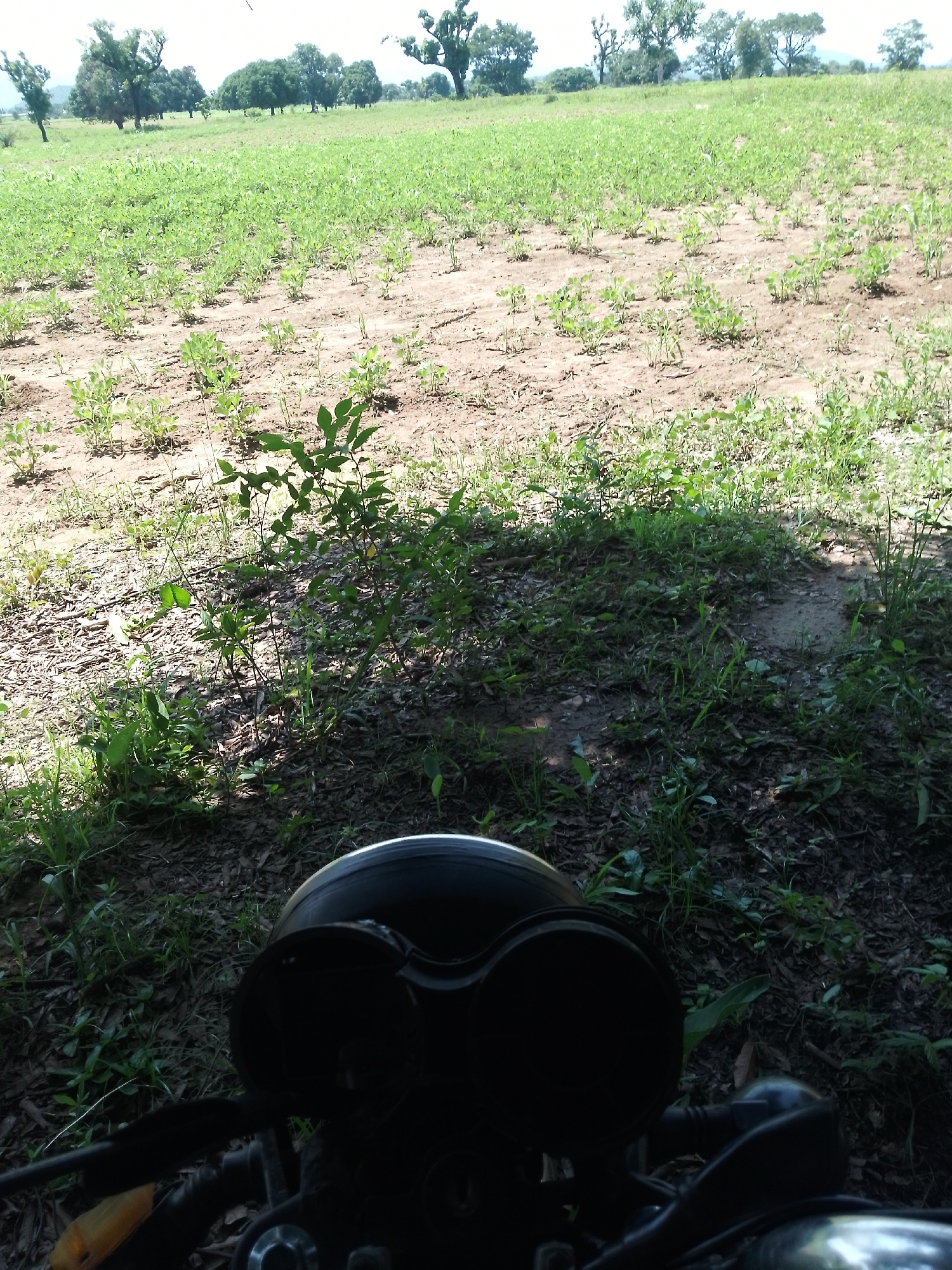 A motorcycle headlight assembly is in the foreground, casting a shadow over surrounding vegetation. The headlight is dark and partially obscured. Behind the motorcycle, a field of young green plants stretches into the distance, with dirt paths or clearings interspersed throughout. The field is bordered by trees on the horizon under a bright, overcast sky. The scene appears to be an outdoor, agricultural setting.
