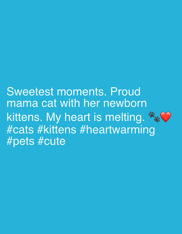 The image is a digital graphic with text against a solid blue background. The text, in white font, reads "Sweetest moments. Proud mama cat with her newborn kittens. My heart is melting. #cats #kittens #heartwarming #pets #cute". To the right of "melting", there are two paw print emojis and a red heart emoji. There are no people, animals, or any discernable elements that would place this image in Khomutovo, Russia or any specific geographical location. The image appears to be a social media post or graphic.