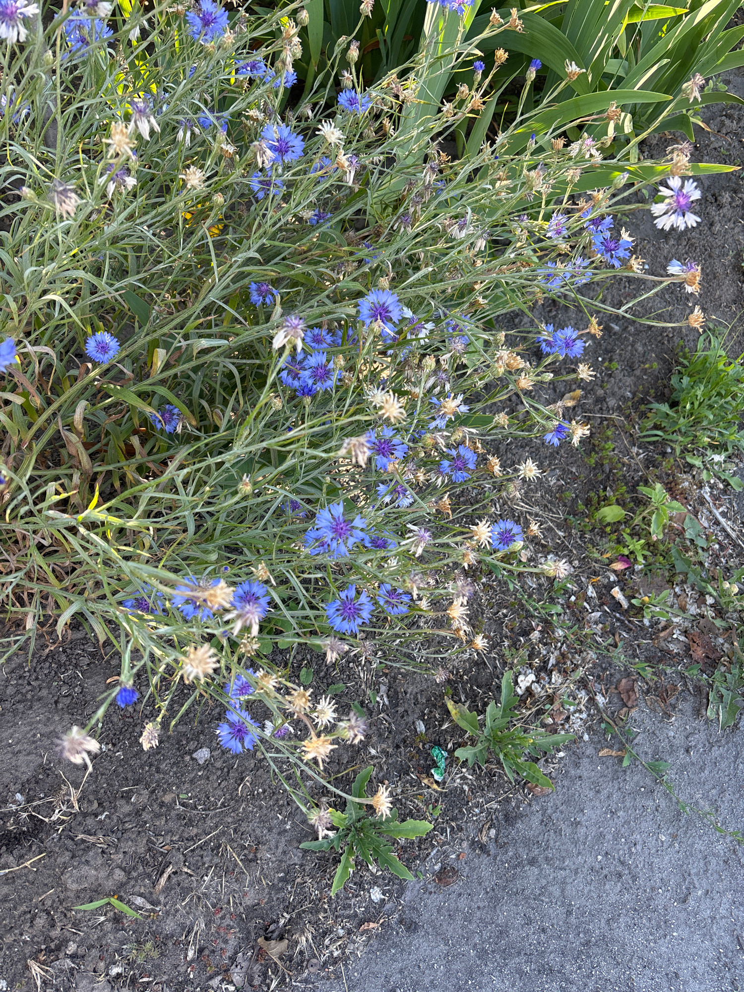 A close-up, high-angle shot captures a patch of wild cornflowers (Centaurea cyanus) blooming in the dappled sunlight. The flowers, predominantly a vibrant blue with some white and purple variations, stand tall on slender, green stems, interspersed with dried seed heads. The cornflowers are clustered together, creating a visually appealing display against a backdrop of dark soil and patches of green grass. To the right of the flowers, a rough, gray asphalt surface is visible, suggesting the edge of a path or road. The ground around the flowers appears somewhat dry and contains scattered debris, including small leaves and twigs. The overall lighting suggests it is daytime, likely late afternoon or early morning due to the soft quality of the light. No people or text are present in the image. The scene evokes a sense of natural beauty found in an unassuming, possibly urban fringe, setting.