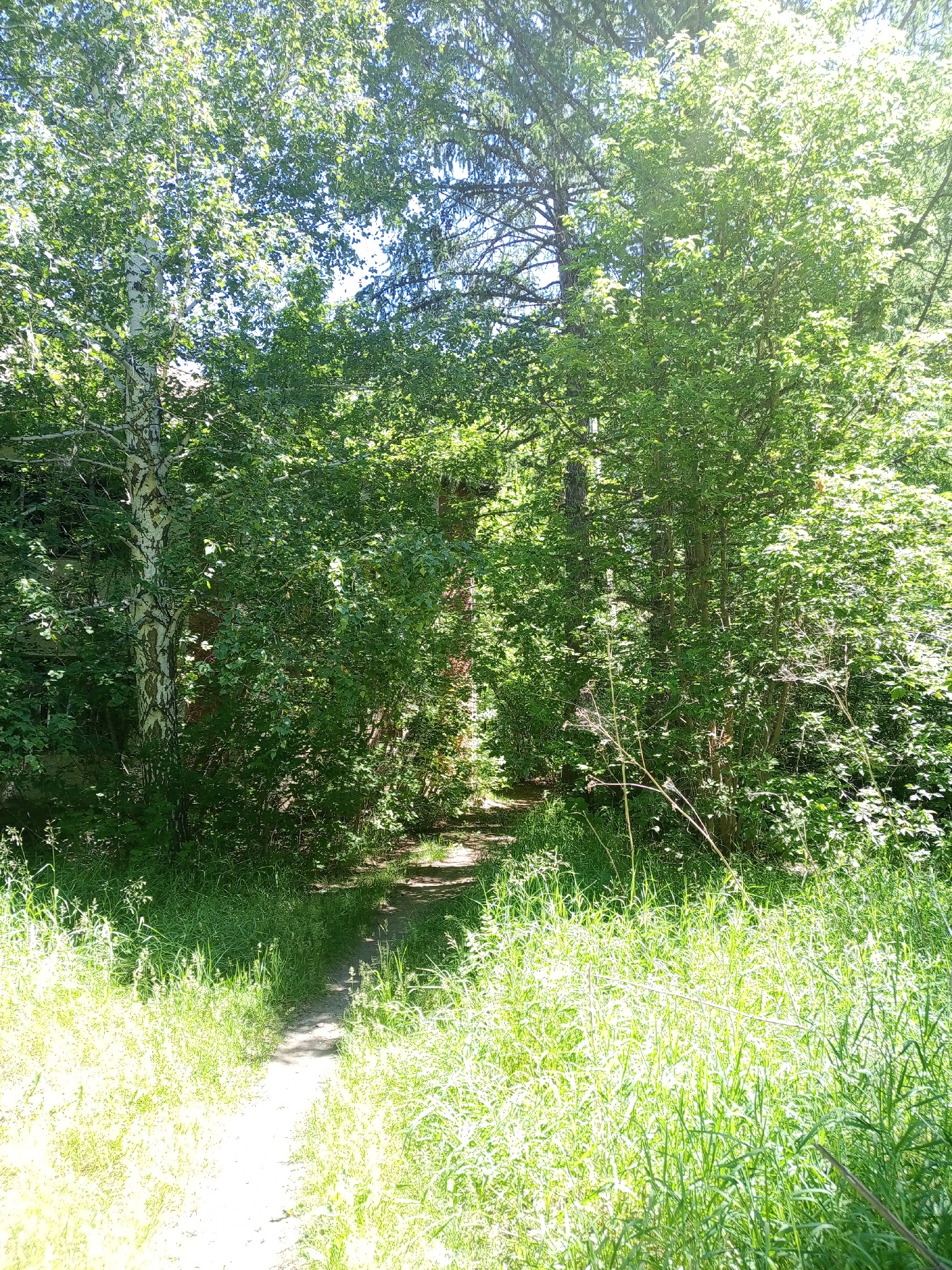 A dirt path winds through a lush, green forest. Sunlight filters through the dense canopy of leaves, creating dappled patterns on the ground. Tall trees with white bark, likely birch, stand prominently, their branches reaching towards the sky. The path is flanked by tall grasses and undergrowth, giving the scene a wild and untamed feel. The overall impression is one of natural beauty and tranquility, a secluded spot within a wooded area.