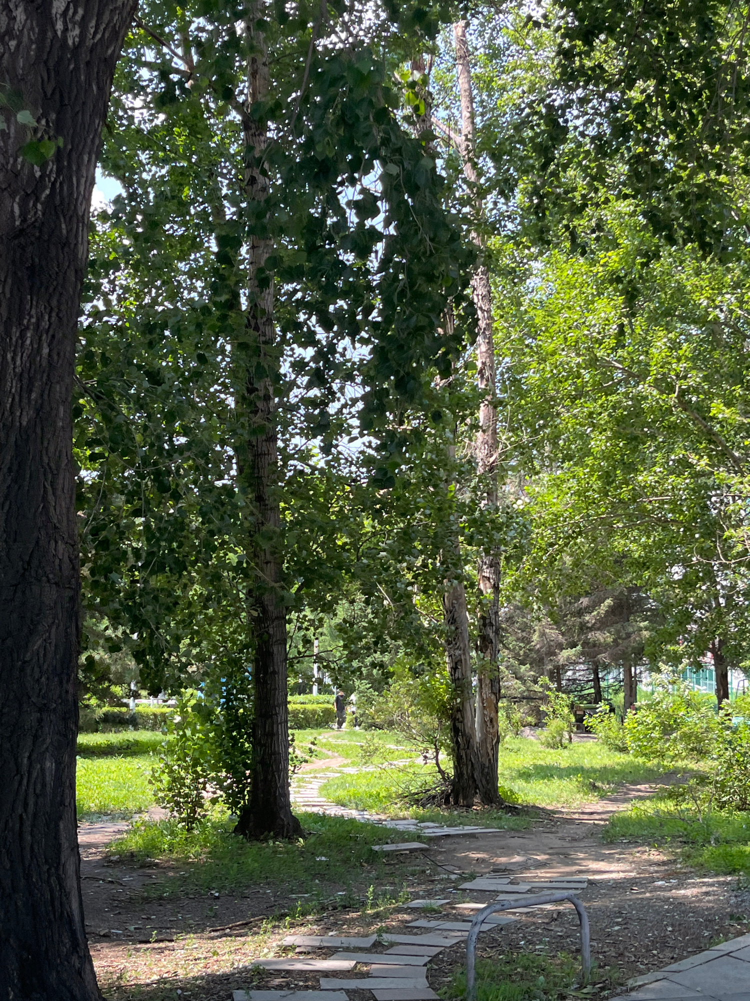 The image depicts a park-like setting with several trees, a paved pathway, and green grass. In the foreground, a large tree trunk is visible on the left. The pathway is made of irregularly shaped stones and appears to curve through the park. Sunlight filters through the leaves of the trees, creating dappled shadows on the ground. In the background, there are more trees, some of which are coniferous. A person in dark clothing is walking on the pathway in the distance. The overall atmosphere is serene and natural. This scene is consistent with urban green spaces found in Changchun City, China, a city known for its parks and gardens.