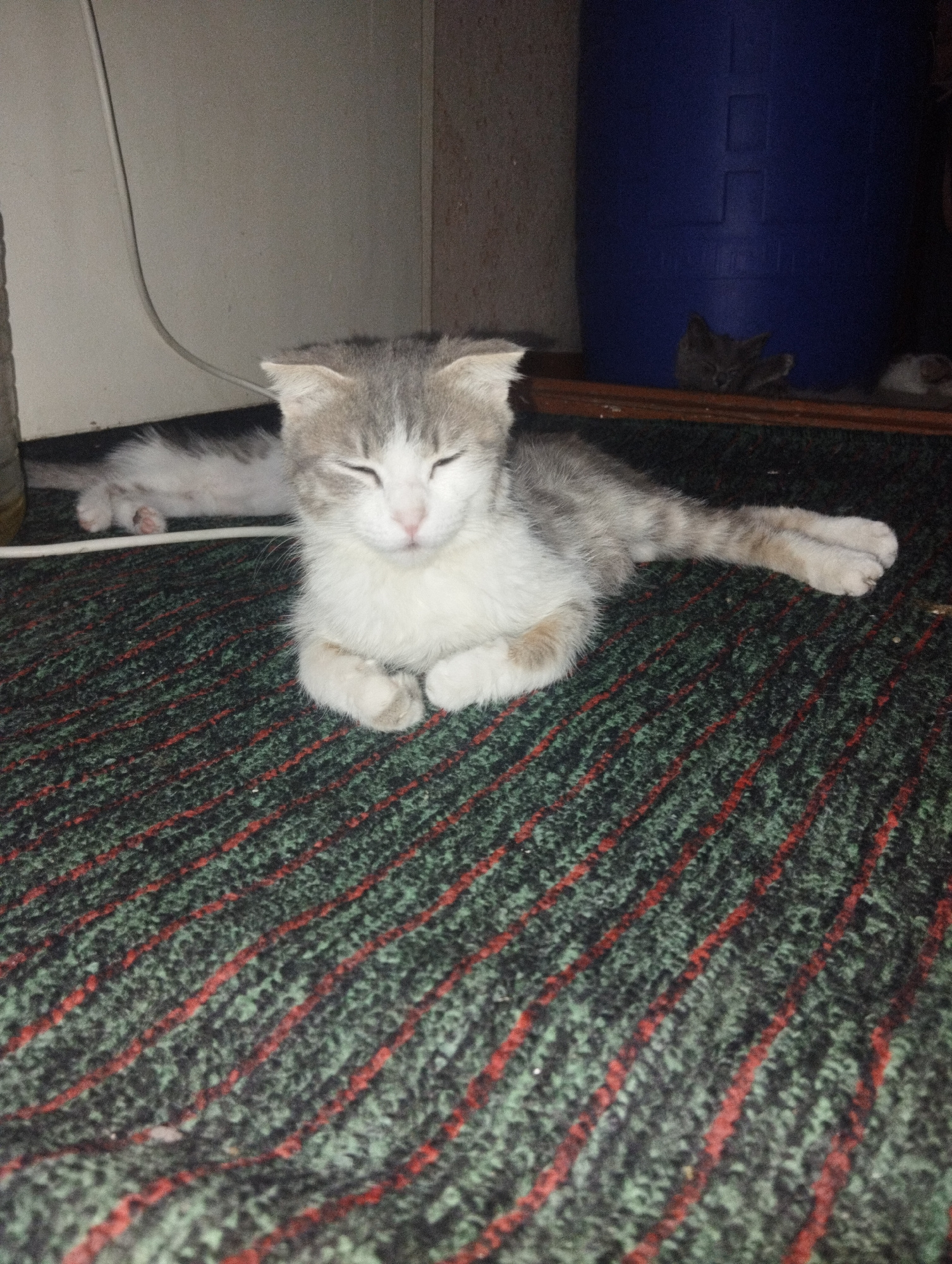 A kitten with grey and white fur is lying down with its eyes closed on a patterned carpet. The kitten's paws are tucked neatly in front of it. In the background, another kitten is visible lying down near a large blue cylindrical object. The environment appears to be indoors, possibly a residential setting. There are no people or specific landmarks that would indicate a location in Tashkent, Uzbekistan.