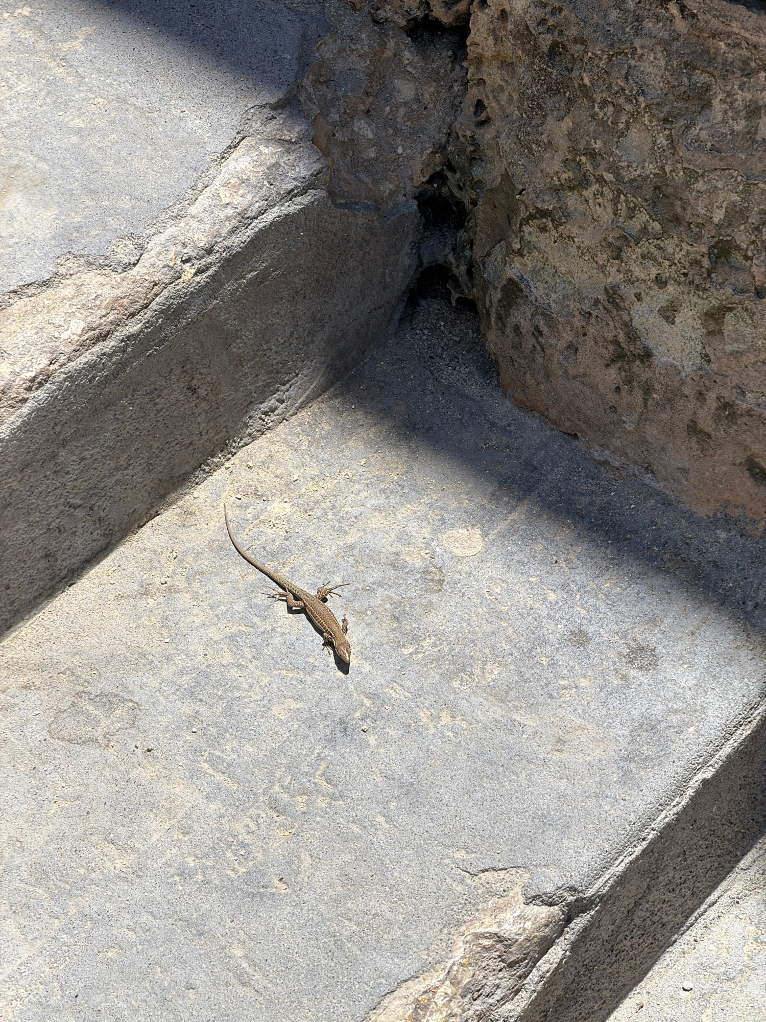A light brown lizard is positioned on a concrete surface that appears to be steps or a pathway. The lizard is elongated with four legs and a long tail, oriented from top left to bottom right of the frame. The concrete is a light gray color with a rough texture, showing some lighter colored specks and dust. To the upper right of the lizard, a dark, shadowed area is visible, suggesting an overhang or a crevice in a rough, rocky texture, which is a darker, more natural stone color. Sunlight casts a diagonal shadow across the concrete surface, originating from the upper right. The environment suggests an outdoor setting, potentially a historical or natural site, with the light and shadows indicating a sunny day. The location is specified as Sliema, Malta.