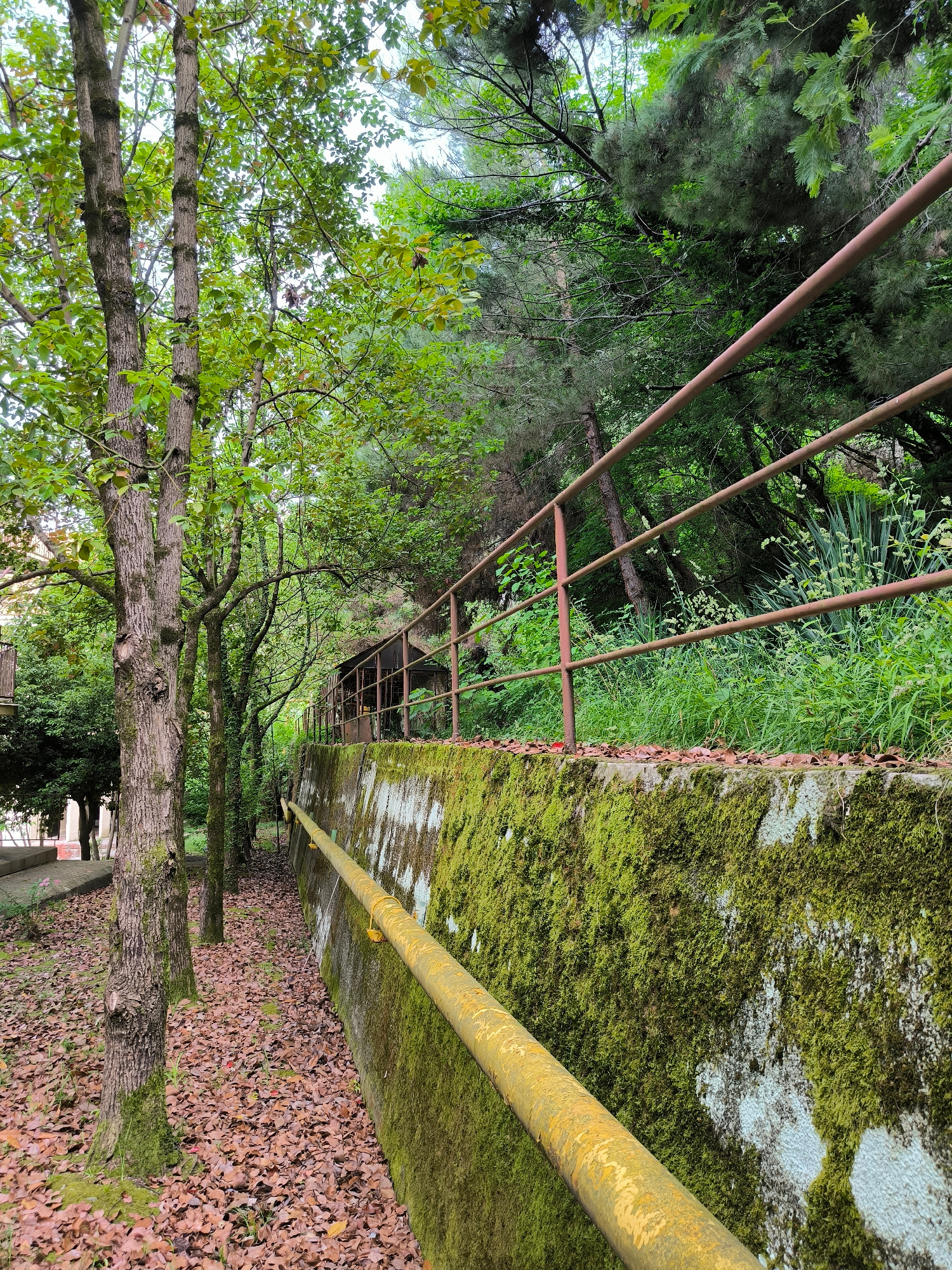 The image shows a pathway in a park-like setting, bordered by a moss-covered concrete wall and a rusty metal railing. Tall trees with green foliage line the left side of the pathway, with fallen brown leaves covering the ground. The pathway appears to be a walkway or a trail within a green, overgrown area. The scene suggests a natural or semi-natural environment within a city, possibly a park or a wooded area.