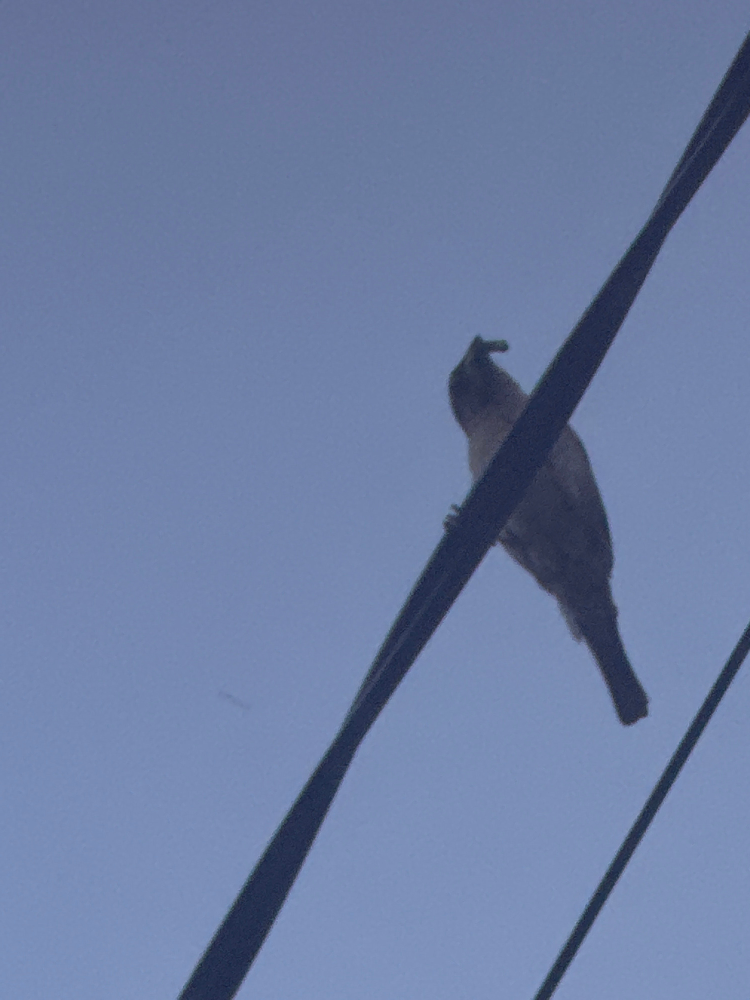 A small, light brown bird with a crest is perched on a dark electrical wire against a clear blue sky. The bird is facing to the left, and its body is angled slightly upward. The wire is thick and appears to be made of metal. The background is a solid expanse of blue sky. The scene appears to be outdoors, likely in a residential or urban area, given the presence of electrical wires.