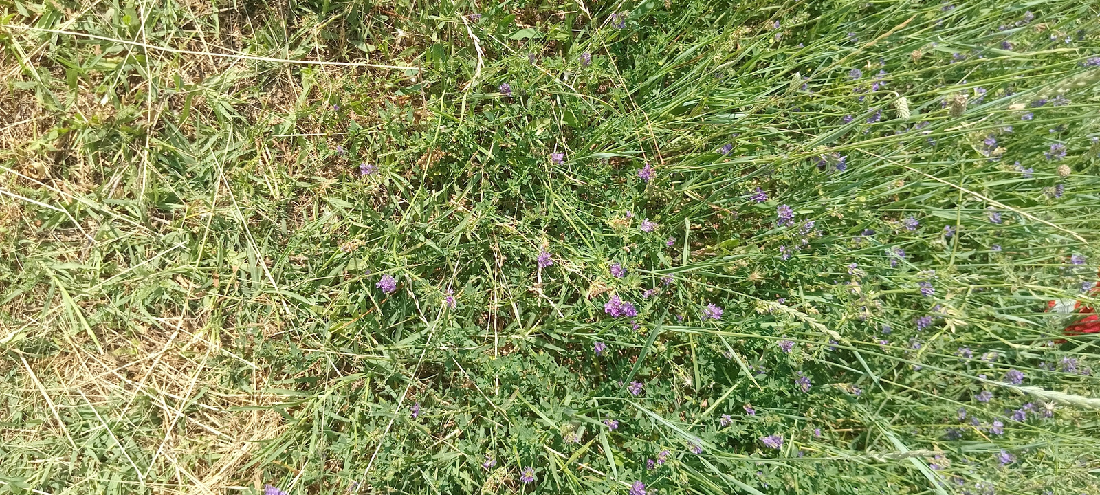 A top-down, eye-level, medium shot captures a patch of overgrown grass and small purple flowers. The grass is a mixture of green and dry, straw-colored blades, with some dried stalks lying flat against the ground. The purple flowers are scattered throughout the green vegetation, appearing in clusters and individually. The overall impression is one of a natural, untended area, likely a field or meadow, with the sun casting dappled shadows on the ground. There are no visible people or man-made objects in the frame. The scene appears to be in an outdoor, natural environment.