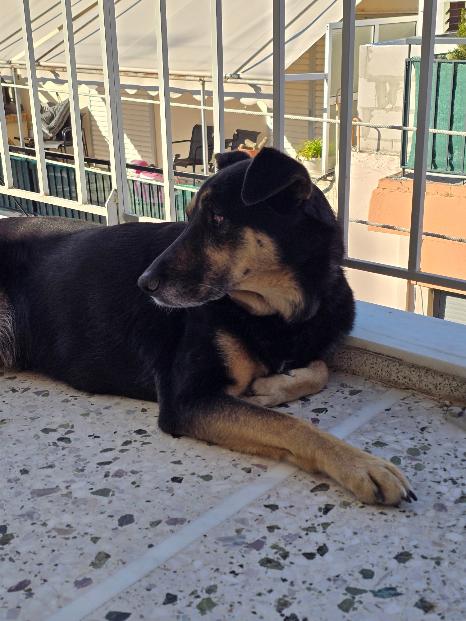 A medium-sized black and tan dog is lying on a patterned balcony floor, looking to the left. The dog's front paws are crossed, and its body is mostly black with tan markings on its face, chest, and legs. Behind the dog, a white metal railing separates the balcony from the background, which shows a building exterior with awnings, windows, and a green mesh covering. The scene is illuminated by natural sunlight, creating shadows. The location is identified as Agii Anargiri, Greece.