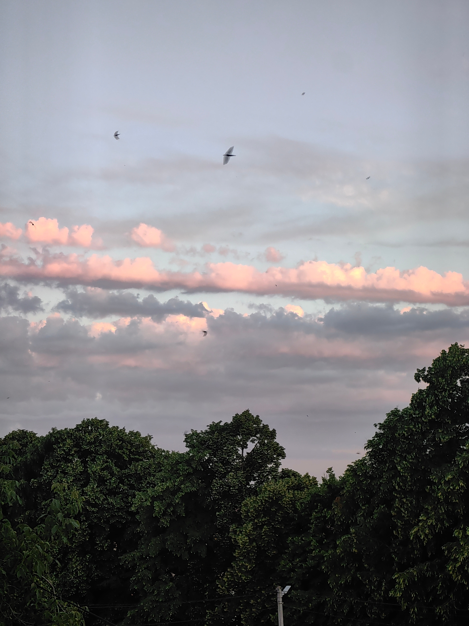 A low-angle, vertical, medium shot captures a dusky sky filled with streaky, pink-tinged clouds and several silhouetted birds in flight. The clouds are layered across the frame, with the most vibrant pink hues in a band across the middle. The sky above is a pale gray, transitioning to a darker gray at the top. In the foreground, the tops of dense, dark green trees obscure the bottom portion of the image. Several birds are visible as small dark shapes against the sky, with one larger bird in the mid-left of the frame appearing to be mid-flight with wings spread. The overall scene depicts an outdoor, natural environment during twilight.