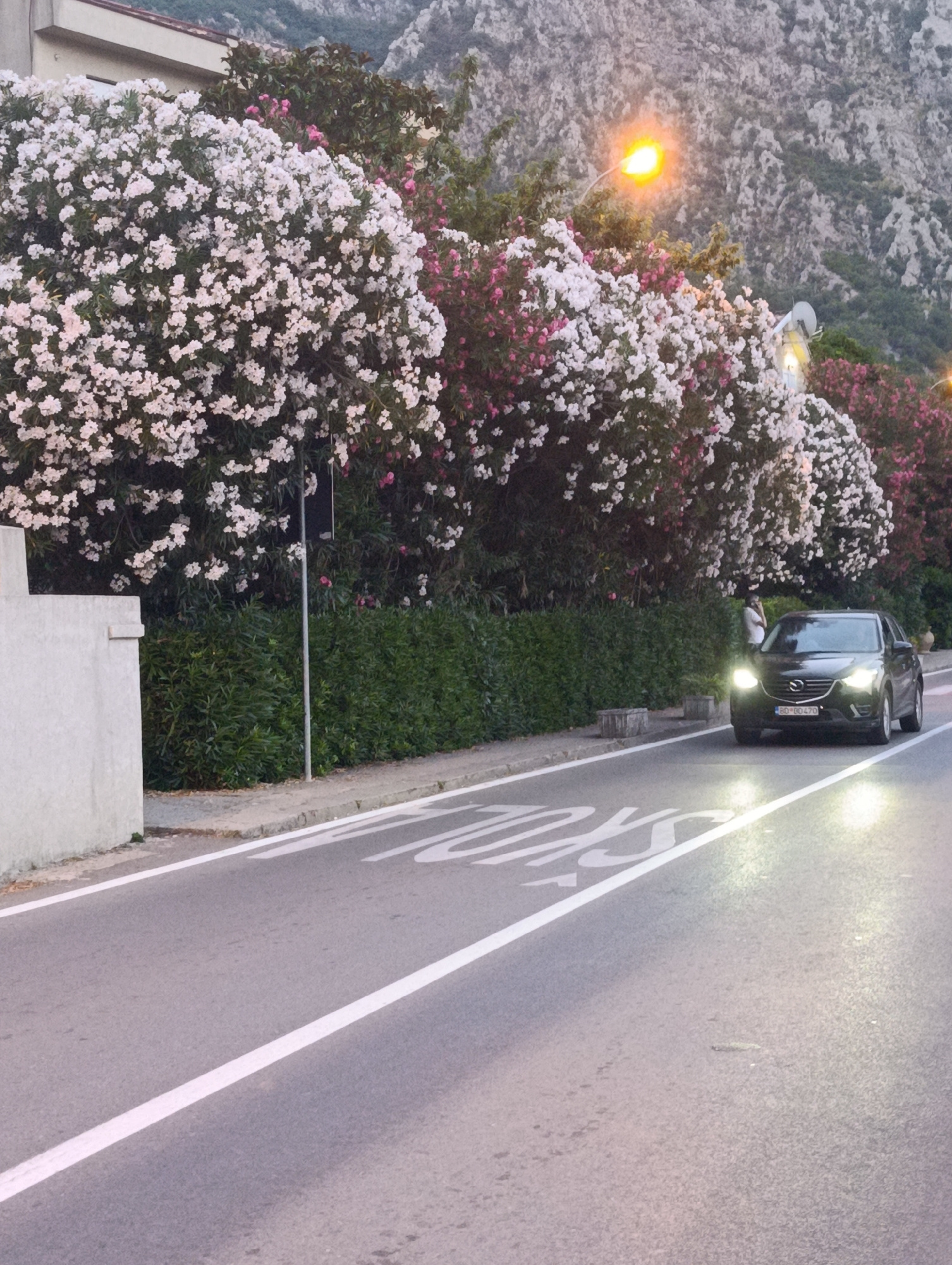 The image captures a street scene in Risan, Montenegro, featuring a road with white lane markings and a pedestrian crossing marked with the word "BUS" in white lettering. A black Mazda CX-5 SUV is driving on the road, its headlights illuminated. The vehicle has a license plate that reads "BD-00470". To the right of the road, a dense hedge forms a barrier. Behind the hedge, numerous flowering bushes with white and pink blossoms are prominent. In the background, a modern building and a steep, rocky mountain covered with sparse green vegetation are visible. A street lamp with a bright yellow light is also present, illuminating the scene. A person is standing behind the flowering bushes, partially obscured by them, holding a phone to their ear. The sky is overcast, and the lighting suggests it is either dusk or a heavily shaded day.