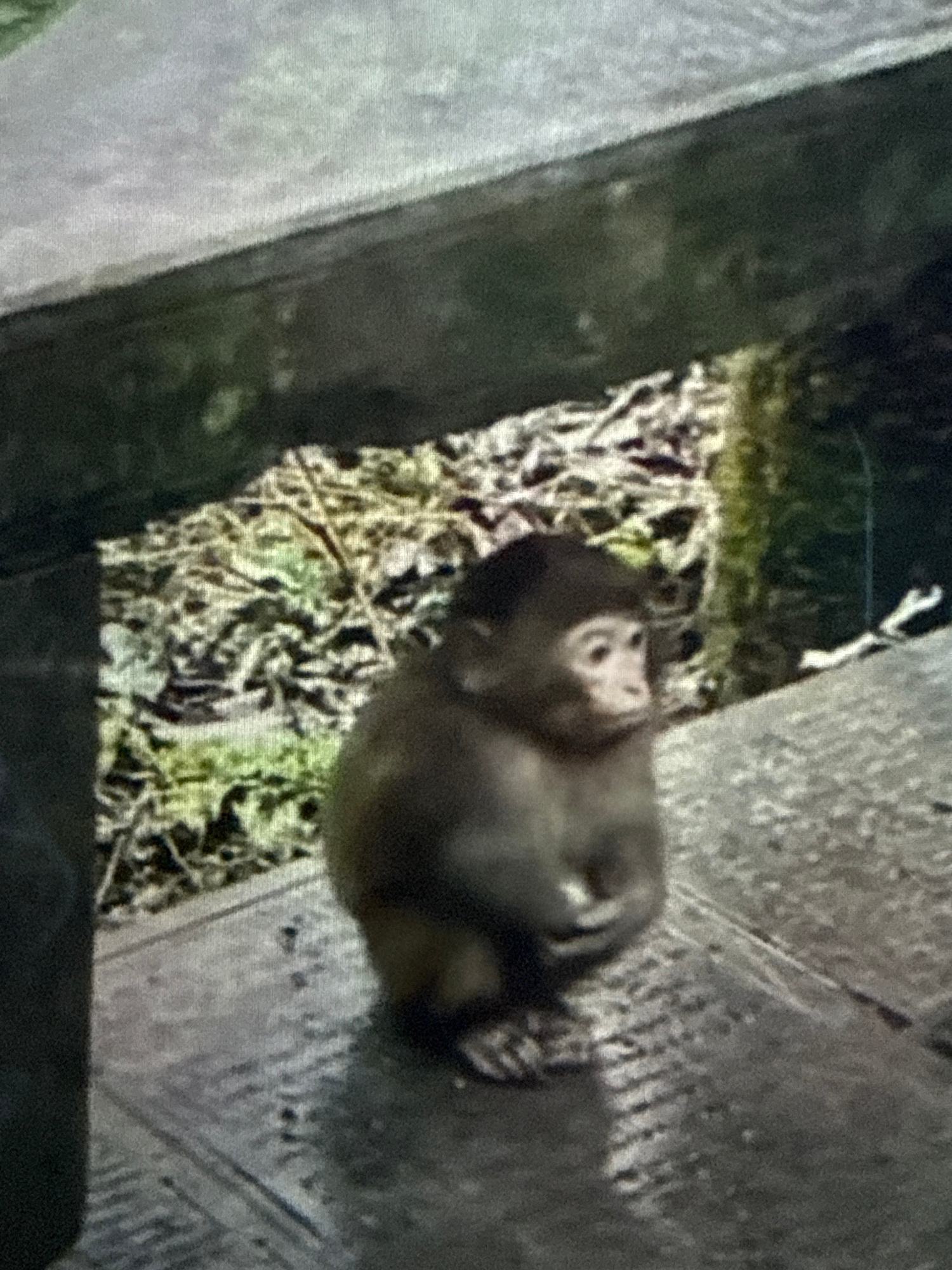 A low-quality, grainy image shows a small primate, possibly a monkey, resting on a textured, light-colored surface that resembles stone or concrete. The primate is dark in color with lighter fur around its face, highlighting its eyes and muzzle. It appears to be lying down, with its head tilted upwards. The background is a mix of dark shadows and a patch of dry, light-colored vegetation or debris. The lighting suggests it might be daytime, but the overall image quality makes it difficult to discern specific details about the environment. The setting appears to be outdoors, possibly in a natural or semi-urbanized area given the presence of what looks like a paved surface and surrounding foliage. There are no visible people, text, or clear indicators of the time of day or weather conditions beyond the available light. The scene is static, with the primate at rest.