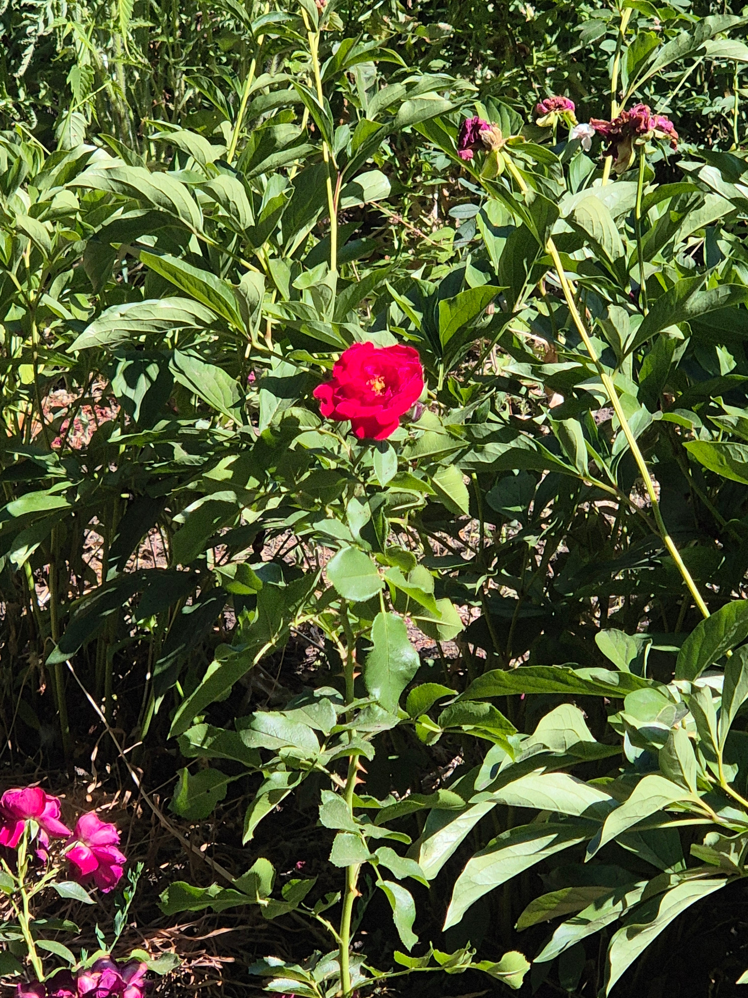 A vibrant red peony blooms in the foreground, centered amidst a dense thicket of lush green foliage. The surrounding plants are a mixture of leafy bushes and tall, thin stems, some bearing wilting, dark red flowers. The ground beneath is obscured by the foliage, but appears to be dry earth or mulch. Sunlight dapples the leaves, creating patterns of light and shadow. In the lower left corner, a cluster of smaller, fuchsia-colored flowers add another splash of color to the scene. The image captures a natural, outdoor setting, likely a garden, in the city of Sozonivka, Ukraine.