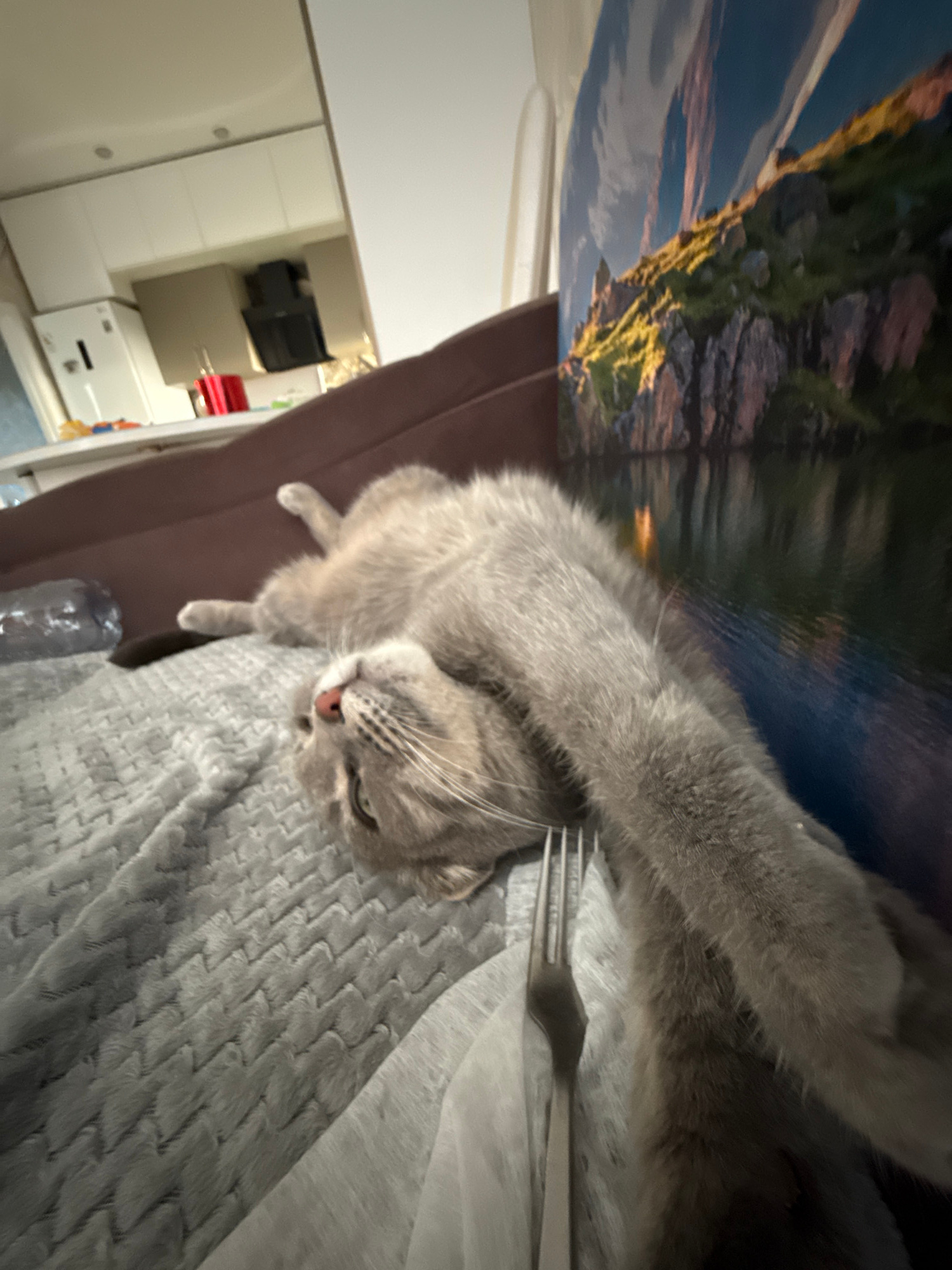 A grey cat is lying on its back on a textured grey blanket, with its front paws extended upwards. A silver fork is placed on the blanket next to the cat's paws. In the background, a brown couch is visible, and to the right of the couch, a large framed artwork or mural depicts a mountainous landscape with water. Further in the background, a kitchen area with white cabinets and appliances can be seen. The scene appears to be indoors, likely in a residential setting. There is no indication that this image was taken in Moscow, Russia.