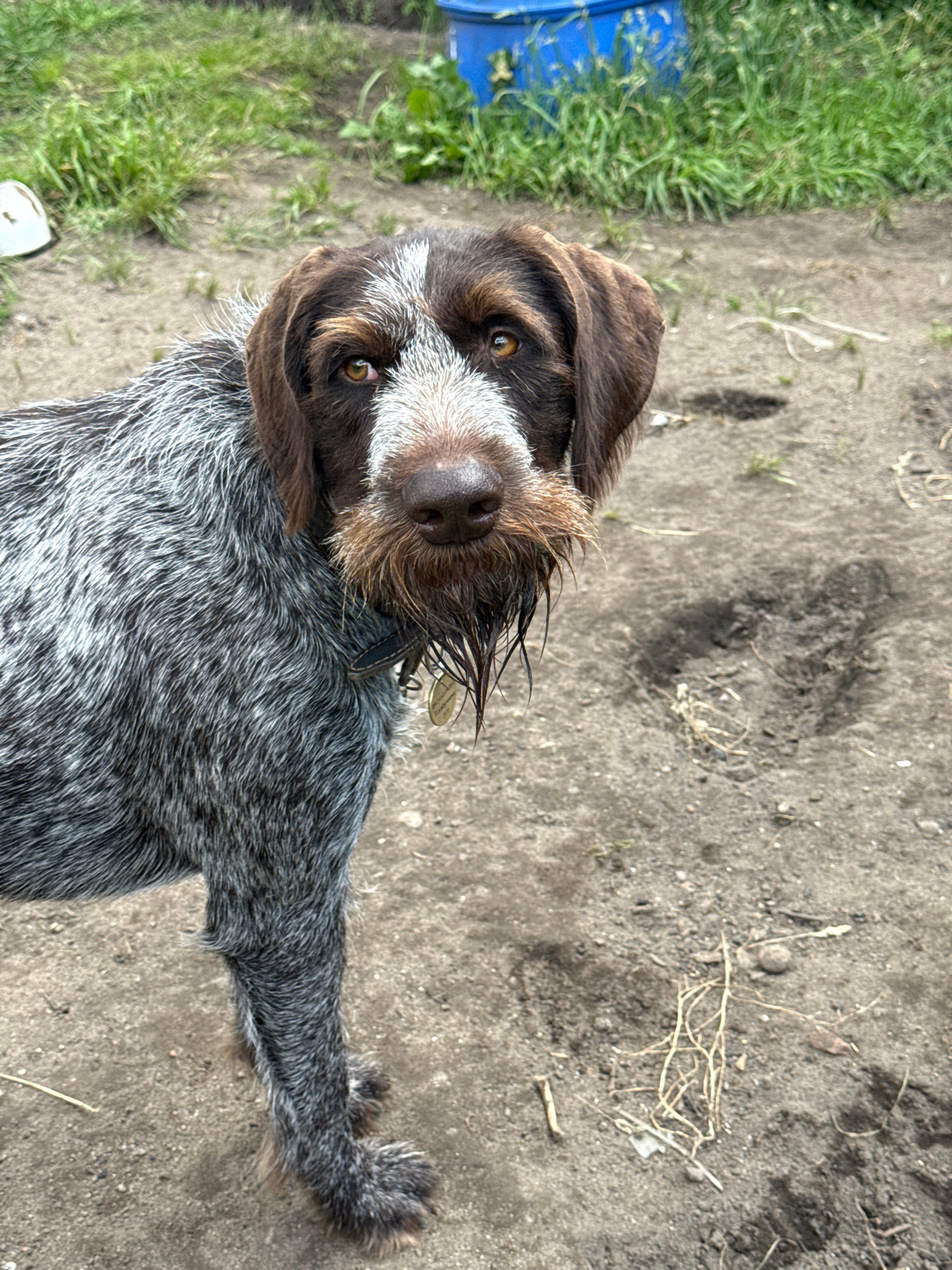 A medium-shot, eye-level outdoor portrait captures a German Wirehaired Pointer dog standing in a muddy, dirt area with sparse grass and a blue plastic barrel in the background. The dog, facing the camera with its head slightly tilted, has brown and white fur with distinctive brown eyebrows and muzzle. Its brown eyes are looking directly at the viewer, and its wet, brown beard hangs down. The dog is wearing a dark collar with a circular, gold tag. The ground is predominantly dirt with scattered dry grass and small pebbles. A white object is visible on the left side of the frame, partially obscured by the dog. The lighting suggests it is daytime.