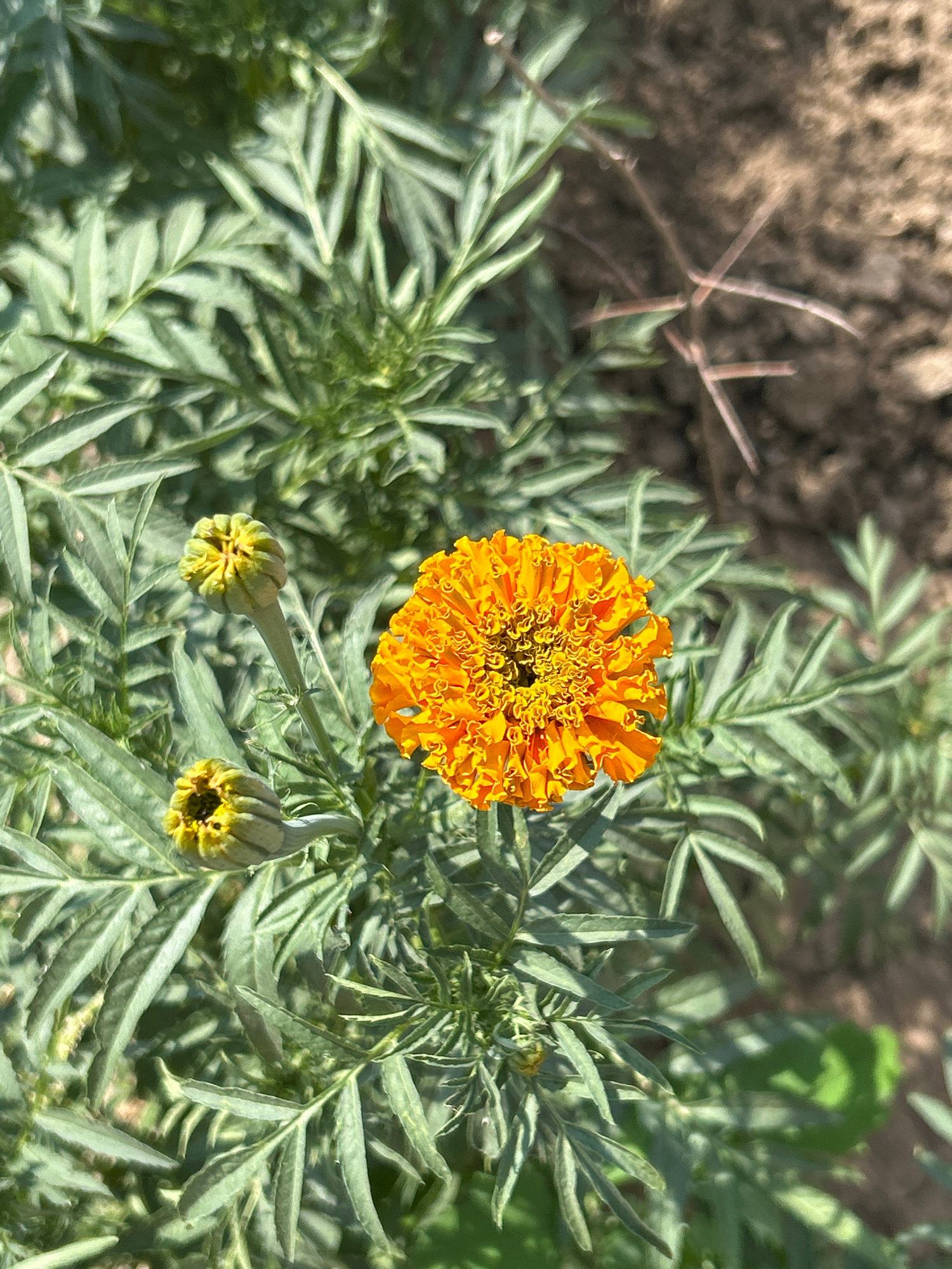 In Copceac, Moldova, an orange marigold flower blooms amongst its green foliage. The flower is in full bloom, its petals tightly clustered and vibrantly orange. Two marigold buds are also visible, one slightly larger than the other and both displaying a pale yellow-green hue. The surrounding leaves are a deep green, with a feathery texture. In the background, dry soil and a few dried plant stems are visible. The scene is illuminated by natural sunlight, casting soft shadows.