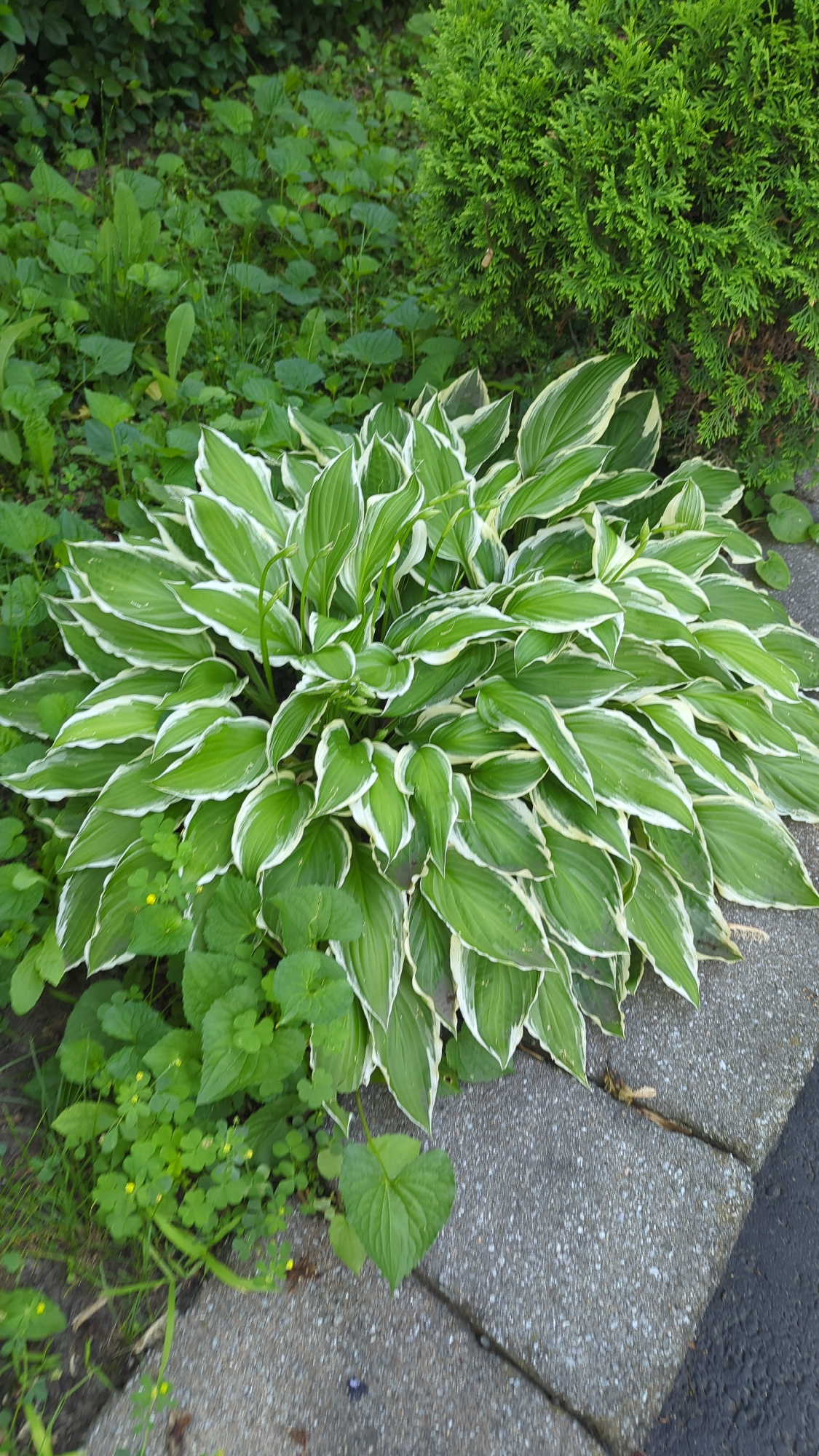The image shows a hosta plant with variegated green and white leaves in an outdoor setting. The plant is situated next to a concrete pathway and appears to be in a garden environment. Other greenery, including smaller plants and what looks like a portion of a larger evergreen bush, surrounds the hosta. The ground is a mix of soil and small yellow flowers. The context suggests an urban or suburban garden, possibly in a residential area, and could be in Montreal, Canada, given the prompt. There are no people or animals visible in the image.