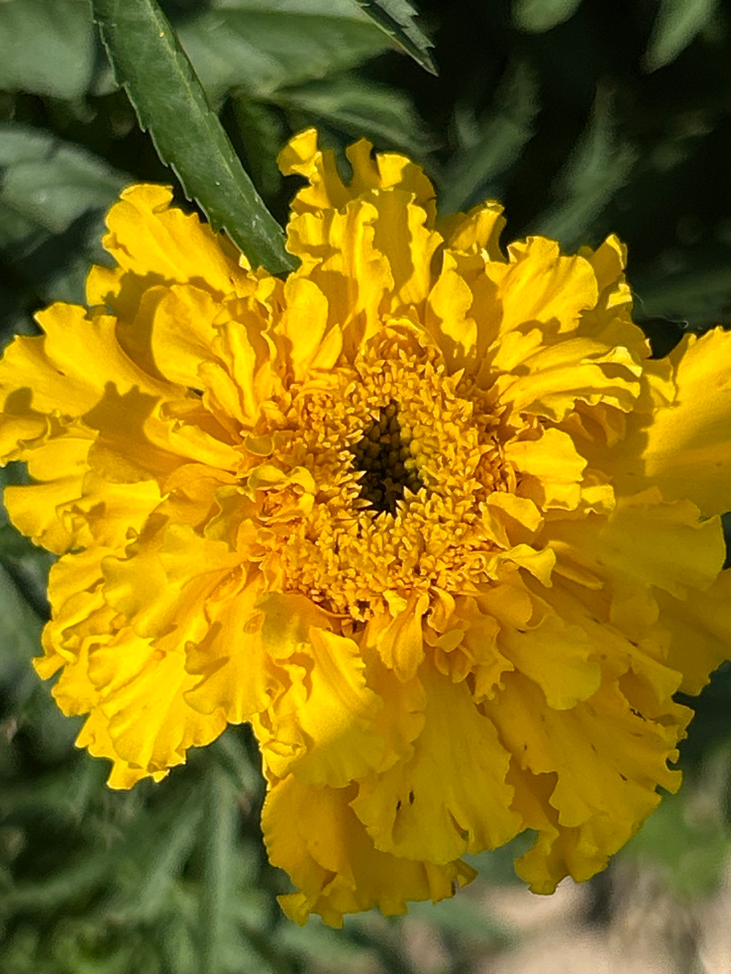 This is a close-up, eye-level shot of a vibrant yellow marigold flower in full bloom. The flower is the primary subject, filling most of the frame. Its petals are ruffled and layered, creating a complex texture that catches the sunlight, highlighting its bright yellow hue. The center of the flower is densely packed with smaller, darker florets. A green stem, with serrated edges, is visible in the lower left quadrant, extending diagonally upwards and partially obscured by the petals. The background is softly blurred, consisting of dark green foliage, suggesting a garden setting. The lighting appears to be natural sunlight, possibly late morning or early afternoon, casting subtle shadows on the petals and emphasizing their form. There are no people or text visible in the image. The location context is Copceac, Moldova.