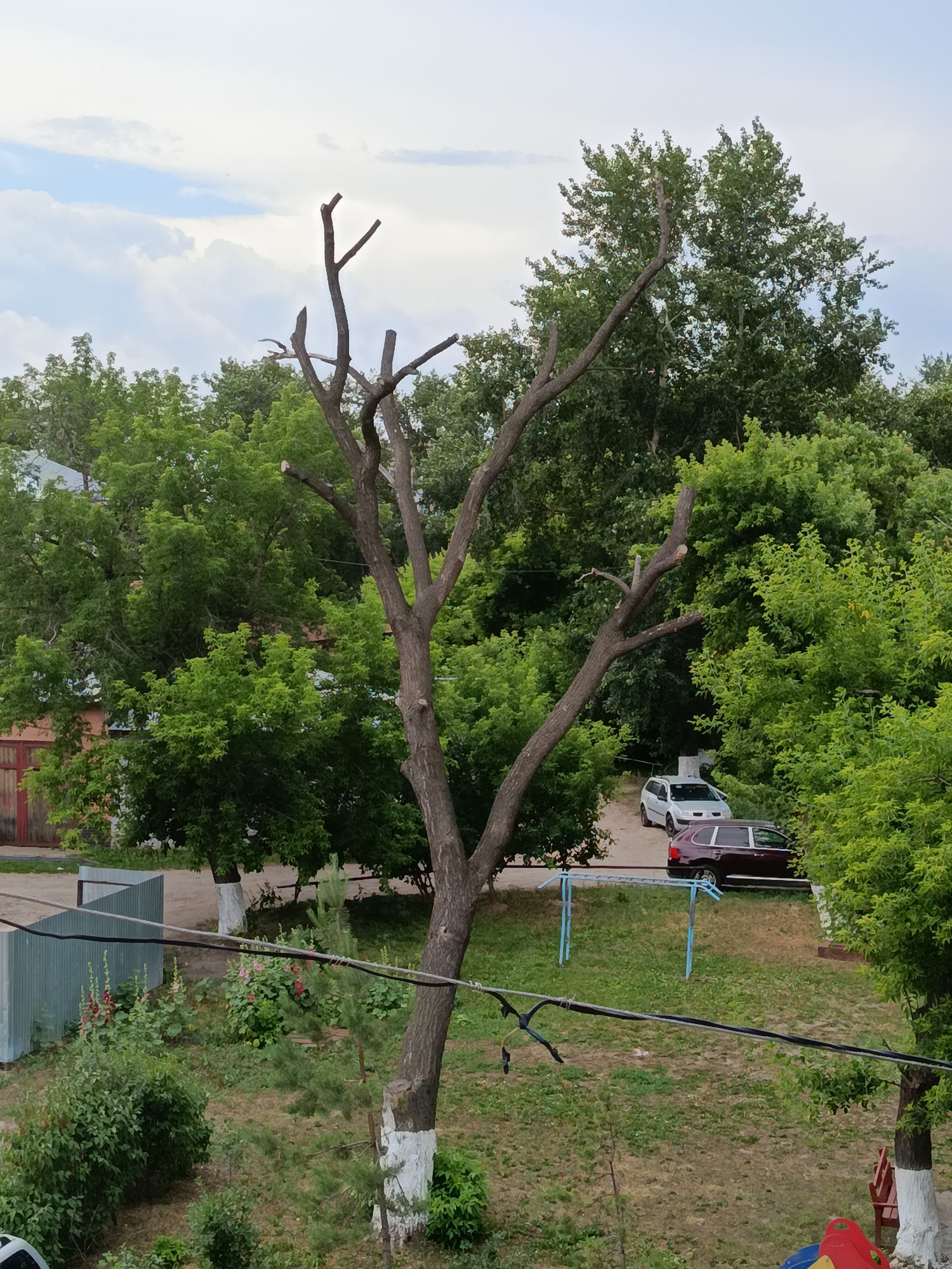 An exterior, medium-distance, elevated view captures a courtyard area, likely within the city of Petropavl, Kazakhstan, during overcast daylight conditions. The central focus is a large, bare tree with pruned branches, its trunk painted white at the base. Surrounding this tree is lush, green foliage from various bushes and trees. In the background, two cars are parked on a dirt path: a white hatchback and a dark-colored sedan. A corrugated metal fence runs along the left side of the frame, bordering a section with hollyhock flowers and other greenery. A children's play structure with blue metal supports is visible on the grass in the middle ground. Overhead, electrical wires cross the frame, and a cloudy sky with patches of blue is visible above the trees. There are no people visible in the image.