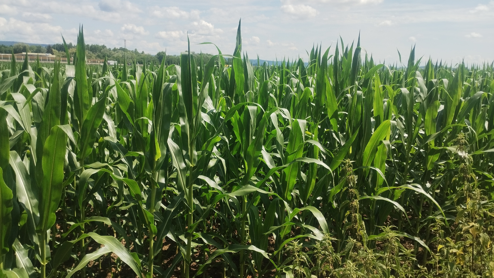 The image captures a dense field of tall, green corn stalks under a partly cloudy sky. The perspective is from within the field, looking towards the horizon where a distant treeline and some structures, possibly industrial, are visible. The corn plants are lush and healthy, with broad leaves obscuring much of the ground. In the foreground on the right side, some wild plants, appearing to be nettles, are interspersed with the corn. The overall impression is of a rural agricultural landscape on a bright, possibly summer day.