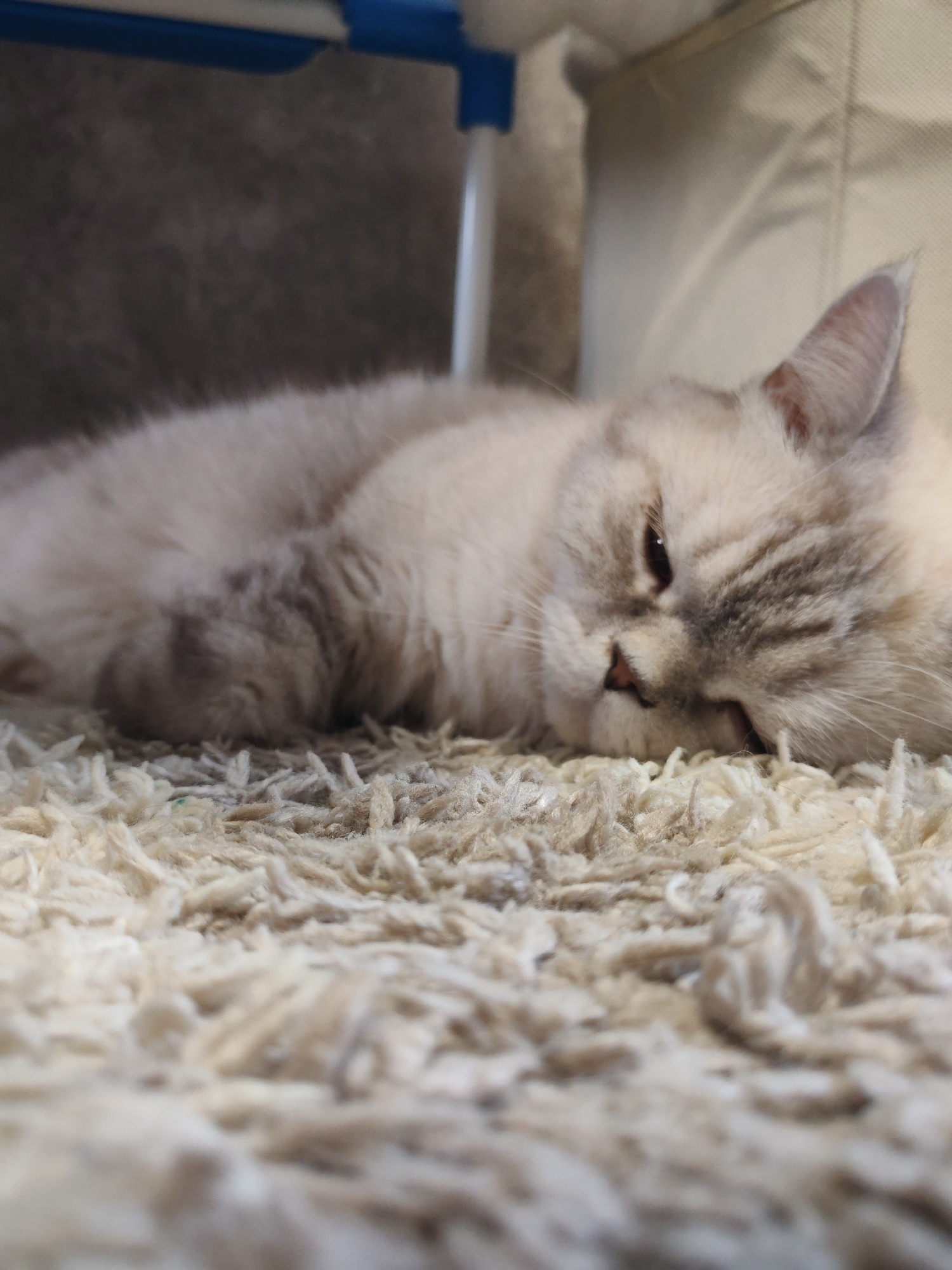 A fluffy, light-colored cat with tabby markings is lying down on a thick, cream-colored rug. The cat's eyes are partially closed, and its head is resting on the rug, giving it a relaxed and sleepy appearance. The background is slightly blurred, showing a dark, textured surface and a hint of a blue and white structure. The lighting suggests it could be daytime indoors, with no indication of weather conditions. The overall mood of the image is peaceful and cozy.