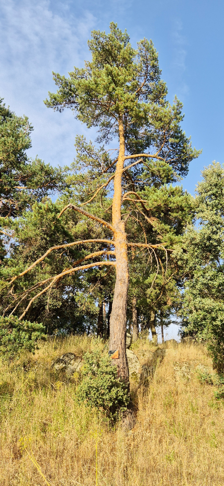 A tall, slender pine tree with sparse branches stands prominently in the center of the frame, its trunk exhibiting a yellowish-orange hue. The tree is positioned on a sun-drenched, grassy incline, with dry, golden grass and scattered rocks forming the foreground. A small, dense green bush grows at the base of the pine tree, and a triangular, orange marker is attached to the tree's trunk. Behind the central pine, a dense forest of pine and other deciduous trees creates a verdant backdrop under a clear blue sky with a few wispy white clouds. The scene appears to be an outdoor, natural environment, possibly a park or wooded area, with no people or signs of human activity beyond the marker on the tree.