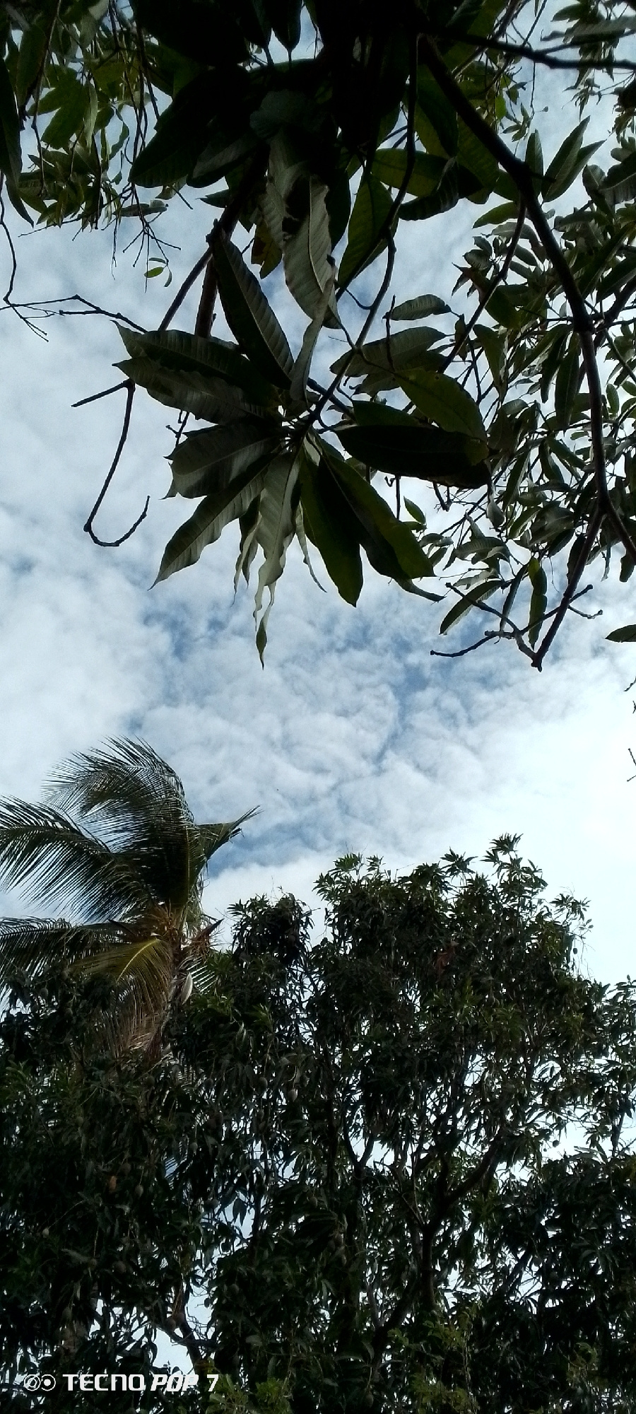 This low-angle, full shot captures a view looking up at trees and a cloudy sky, suggesting an outdoor setting. The subjects are primarily the foliage of several trees, including what appears to be a palm tree on the left, with its fronds swaying, and a denser tree with visible fruit, likely a mango tree, on the right. The sky is a mix of blue and white clouds, indicating a partly cloudy day.
The time of day is not explicitly indicated, but the lighting suggests it is daytime, possibly late morning or early afternoon. There are no people or specific objects, other than the natural elements of the trees and sky. The activity taking place is simply the natural state of the trees under a cloudy sky, with a hint of wind implied by the movement of the palm fronds.
Notable details include the presence of what seem to be mangoes on the tree on the right, visible as small green or yellowish ovals amongst the leaves. The leaves of the tree in the foreground, hanging from branches above, are broad and have a slightly wilted appearance. The scene conveys a sense of natural growth and a typical weather pattern for a tropical or subtropical location.
The bottom left corner of the image contains visible text: "OO TECNO POF 7". This is likely a watermark or metadata from the device used to capture the image. The location context provided is Altagracia, Venezuela, which aligns with the tropical appearance of the vegetation.