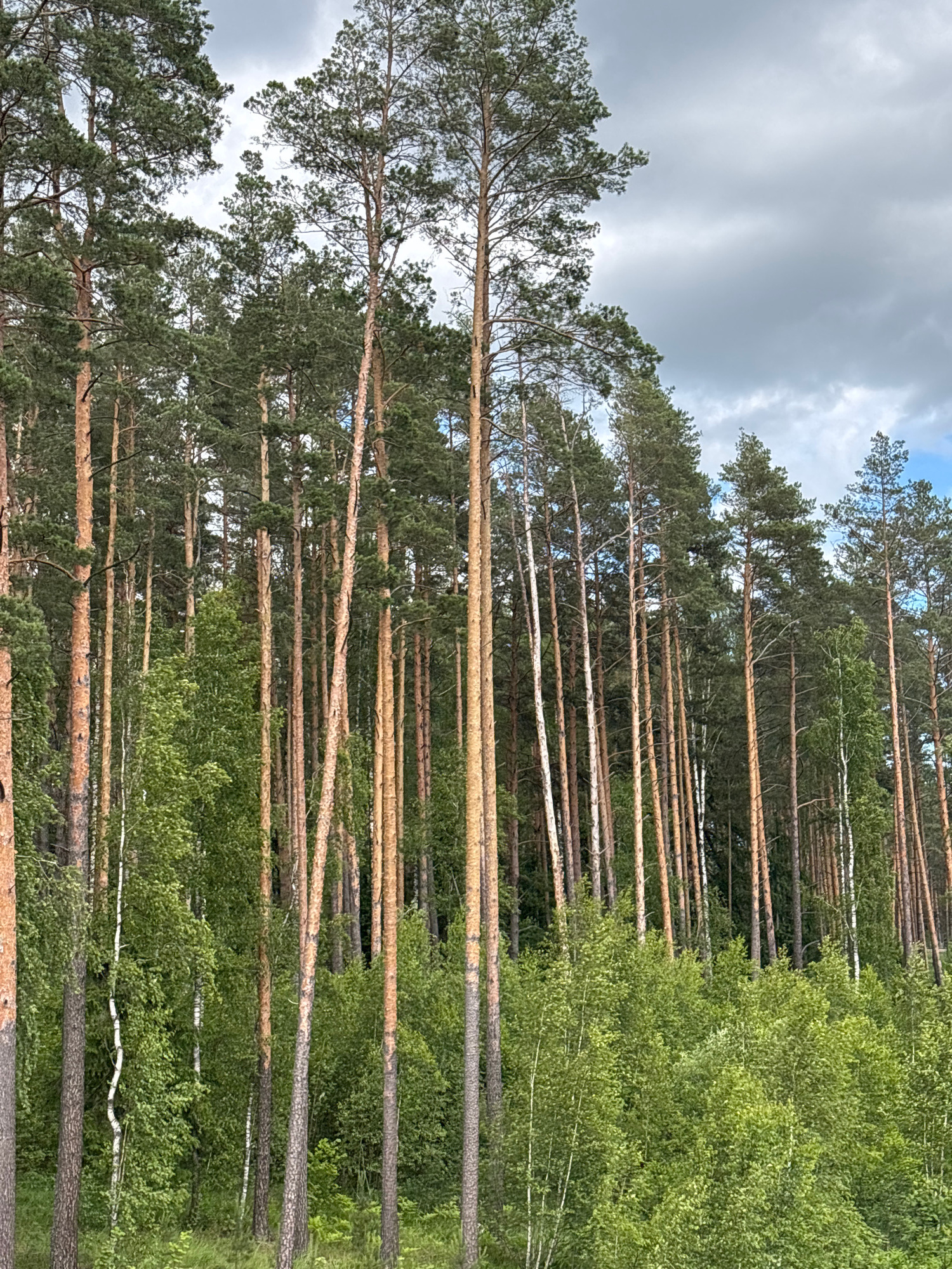 This image shows a dense forest scene dominated by tall pine trees with rough, reddish-brown bark and sparse green needles. Interspersed among the pines are a few deciduous trees, likely birch, with white bark and lighter green foliage. The undergrowth is thick with lush green bushes and smaller trees. The ground is covered in grass and some fallen leaves. The sky is partly cloudy with a mix of gray and white clouds, and a hint of blue sky is visible on the right. The overall impression is one of a natural, uncultivated forest landscape. The scene is located within the Драчкаўскі сельскі Савет, Belarus. There are no people or animals visible in the image, and no specific actions or interactions are depicted.