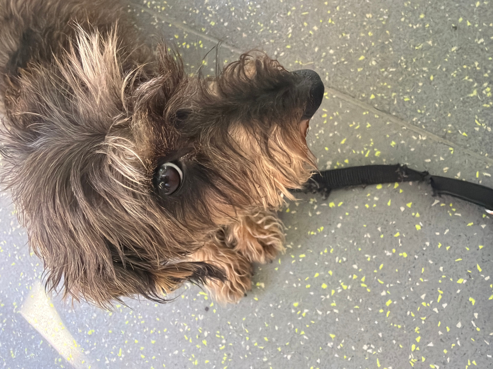 The image shows a close-up, overhead view of a small, scruffy dog with brown and gray fur. The dog is lying down on a speckled gray surface with scattered yellow and white flecks. Its fur is somewhat disheveled, with some strands sticking out around its head. The dog's left eye is clearly visible, dark and round with a prominent reflection. Its nose and snout are dark. To the right of the dog, a black leash is visible, frayed and partially unraveled. The lighting suggests it is daytime, with a moderate level of ambient light. The surface the dog is on appears to be a floor, possibly in a public space due to the speckled pattern. The overall scene is simple and focused on the dog and its immediate surroundings. There is no visible text in the image.