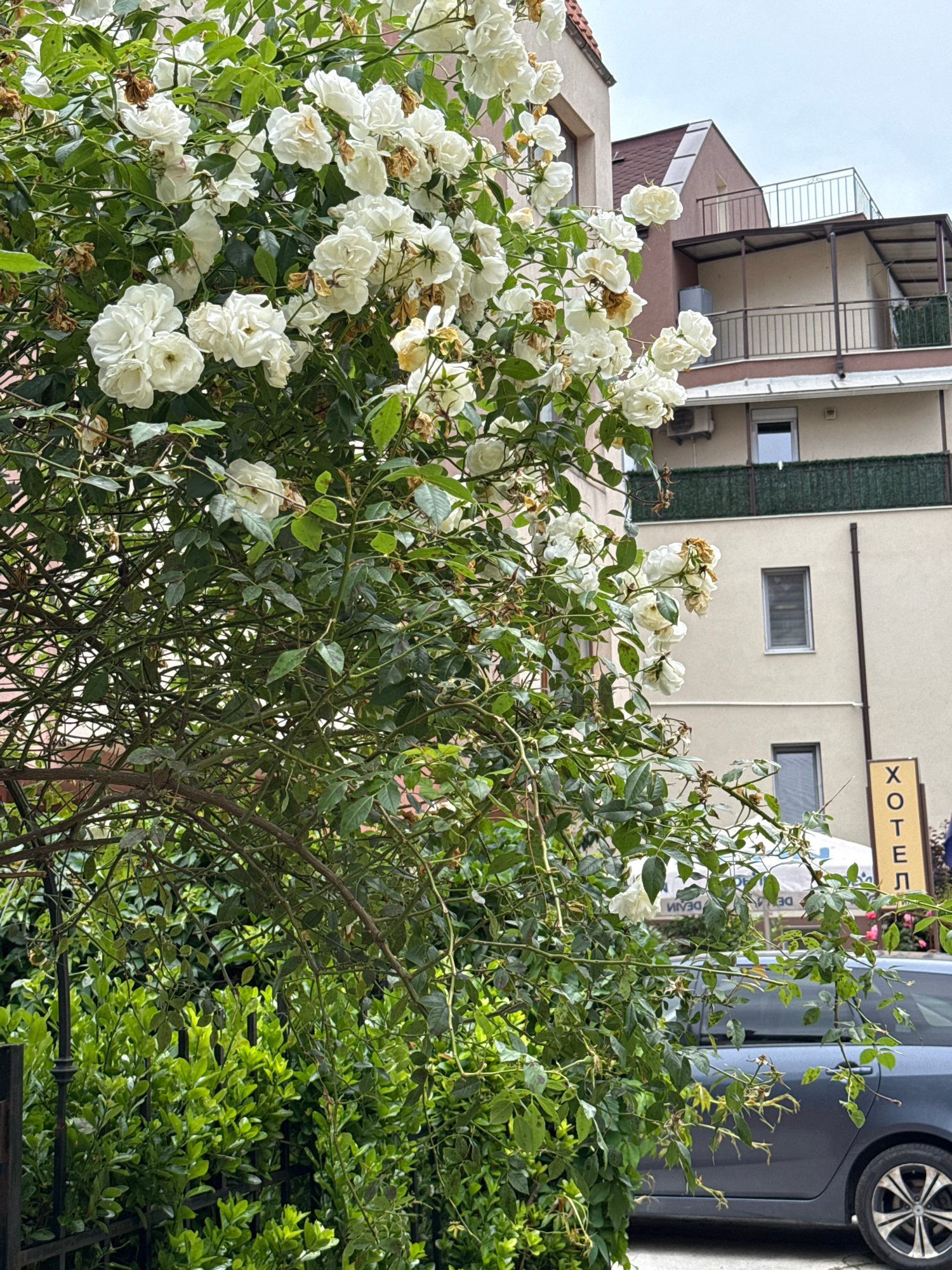 This image captures a street view in Burgas, Bulgaria, featuring a prominent bush of white roses in the foreground. Behind the roses, a multi-story building with a cream-colored facade and brown trim is visible. The building has several windows and balconies, one of which is furnished with a metal railing. A dark gray car is parked along the curb in front of the building, partially obscured by the foliage. To the right, a vertical sign with Cyrillic lettering, reading "ХОТЕЛ" (Hotel), indicates the presence of a hotel. The sky is overcast, suggesting a cloudy day. The vegetation is lush, with dense green leaves and blooming white roses, some of which appear slightly wilted.