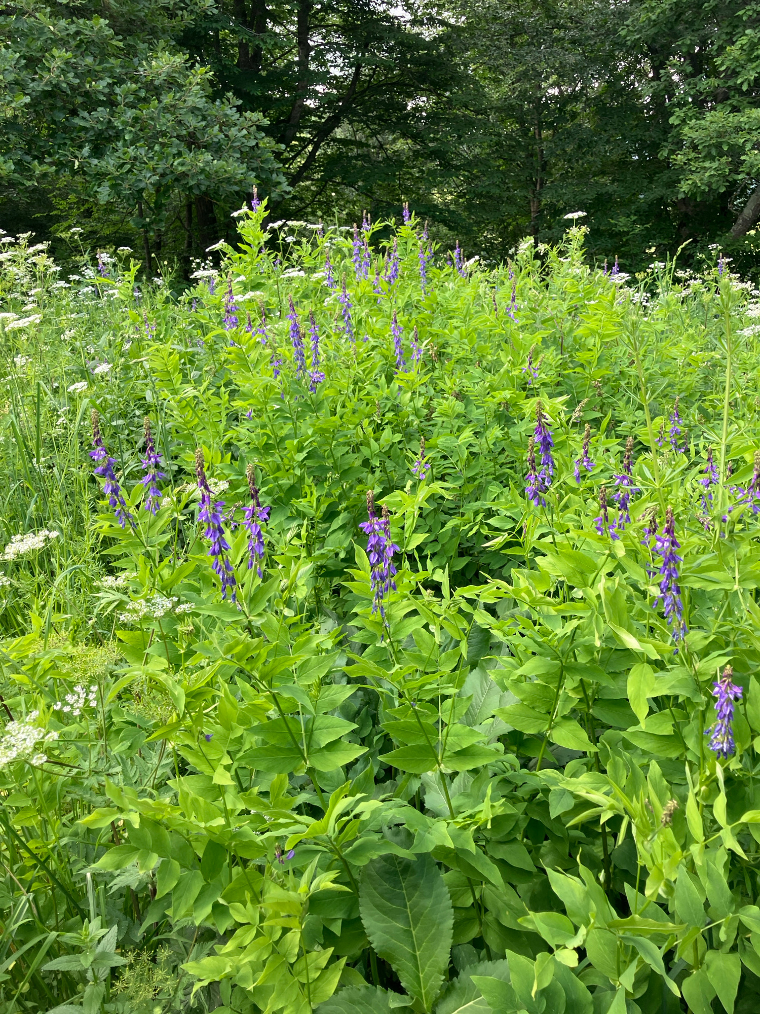 A vertical, eye-level shot captures a dense field of vibrant green foliage dotted with clusters of purple flowers, possibly vetch, in Dilijan National Park, Armenia. The flowers, arranged in drooping racemes, create a striking contrast against the lush greenery. The background features a soft focus of trees, suggesting a wooded area bordering the meadow. Sunlight filters through the leaves, casting a gentle illumination on the scene. The overall impression is one of natural beauty and tranquility, a characteristic of the Armenian landscape.