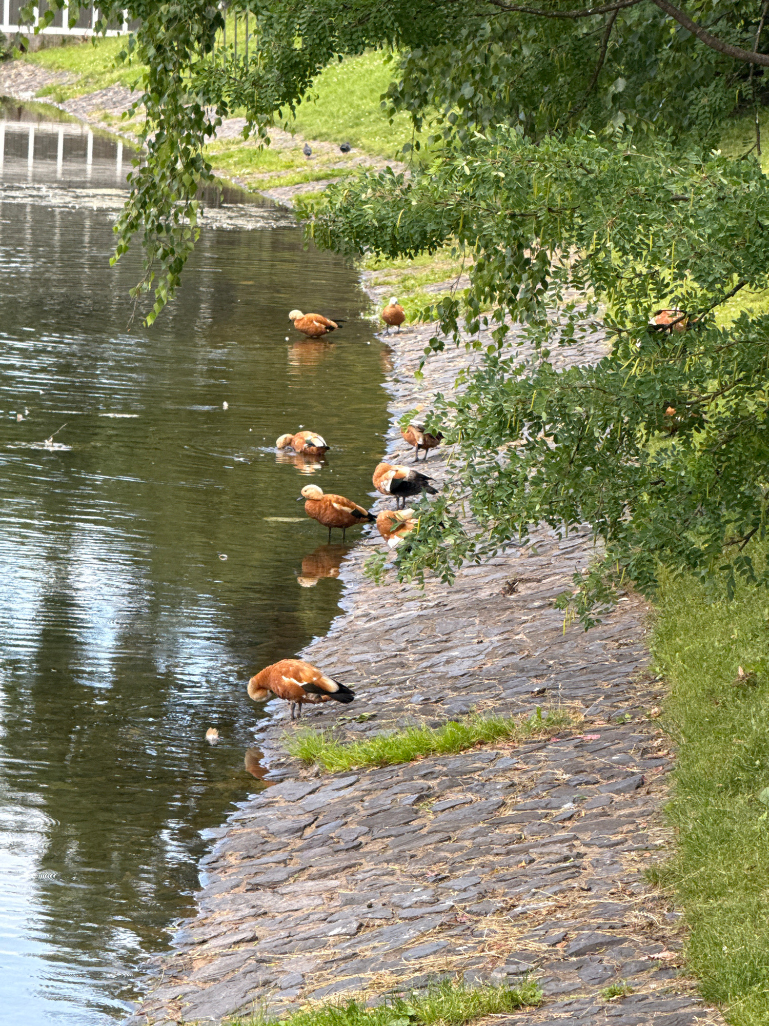 A body of water, likely a pond or slow-moving river, is bordered by a stone pathway and lush green foliage. Several ruddy shelducks, characterized by their reddish-brown plumage and black markings, are visible in the water and along the bank. Some are swimming, while others are standing or dipping their heads into the water. The scene appears to be set in a park or natural area, given the presence of trees, grass, and the ducks. The lighting suggests it's daytime, with bright, diffused light indicating possibly overcast conditions or a shaded area. The water reflects the surrounding greenery and the sky, creating a serene and naturalistic atmosphere. A small number of dark birds, possibly coots or smaller duck species, are also present on the grassy bank in the background. The stone pathway is laid with irregular, flat stones, and there are patches of dry grass growing between them. The overall impression is one of a peaceful natural setting within a populated area, perhaps a botanical garden or a city park in Moscow, Russia. No text is visible in the image.