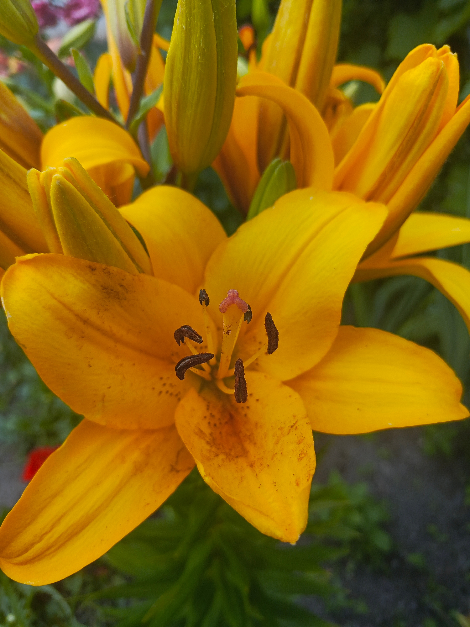 The image is a close-up shot of an orange lily flower with several buds in the background. The flower's petals are bright orange with dark brown speckles. The stamen and pistil are visible in the center of the flower. The background is out of focus and shows green foliage and a hint of a red object. The scene appears to be in a garden setting. There is no information about the city of Samoylovka, Russia, or any people present in the image.