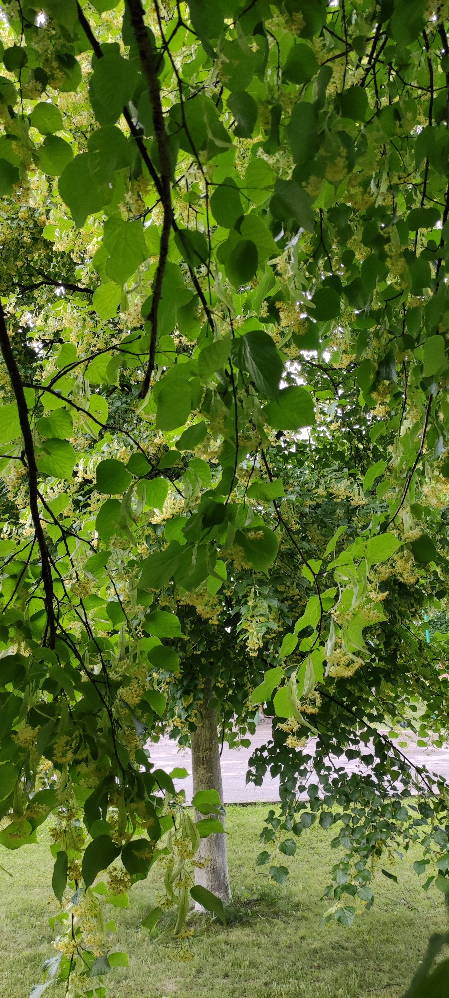 The image depicts a close-up view of a linden tree in bloom, with its green leaves and small, pale yellow flowers filling the frame. The branches of the tree are prominent, with some appearing dark and textured. Sunlight filters through the foliage, creating a dappled effect and highlighting the delicate structure of the flowers. In the background, the trunk of the linden tree is visible, with its greyish-white bark. Beyond the tree, a glimpse of a paved surface, possibly a road or pathway, can be seen, with a patch of green grass in the foreground and mid-ground. The scene appears to be an outdoor setting within the city of Rosinka, Russia, during the daytime. No people or specific actions are evident, focusing solely on the natural elements of the tree and its immediate surroundings.