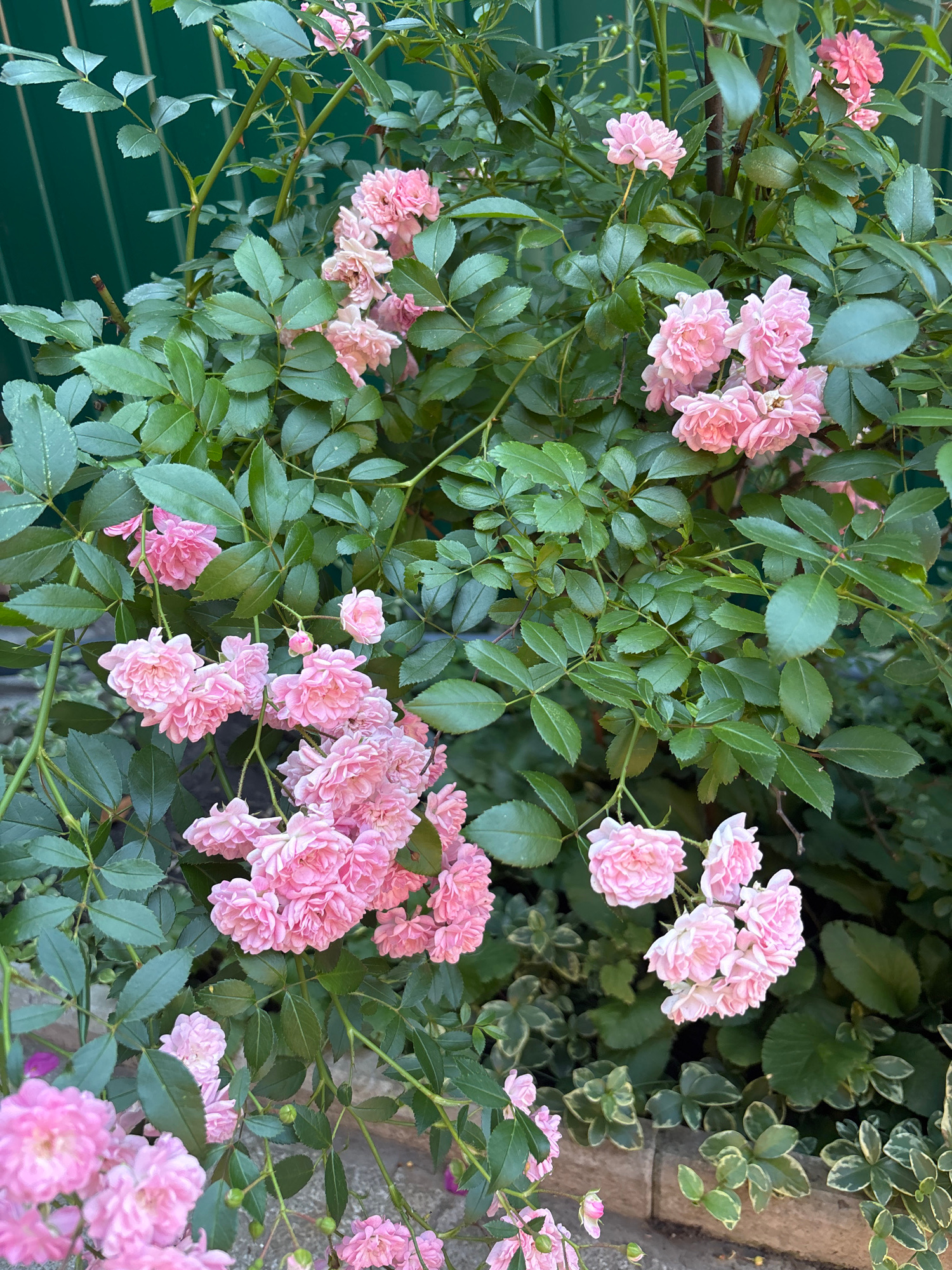The image shows a close-up view of a pink rose bush with dense green foliage. Several clusters of small, delicate pink roses are visible, some in full bloom and others as buds. The roses are multi-petaled and appear to be a rambling or climbing variety. The background features a green fence with vertical slats and some stone bordering at the bottom. The scene is likely an outdoor garden or public space. The image was captured in Zmiiv, Ukraine. There are no people or animals present in the image.