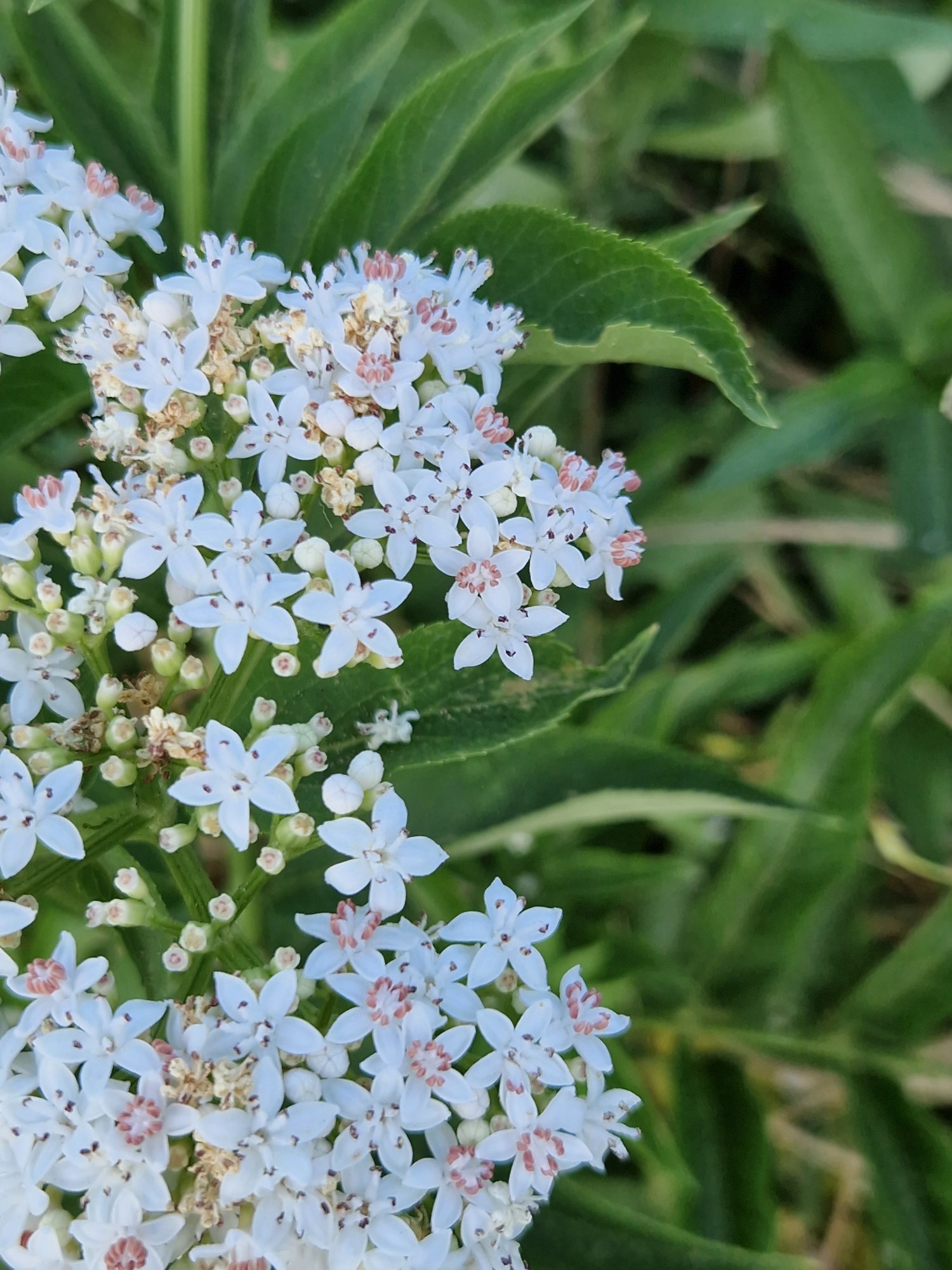 This close-up, eye-level medium shot features a cluster of small, white elderflower blossoms, some fully open and others in bud. The delicate petals of the open flowers are star-shaped, with five distinct points, and their centers contain reddish-pink stamens. The blossoms are clustered together on thin stems, interspersed with small, green, bud-like structures. The background is a soft blur of green foliage, likely leaves from the same plant or surrounding vegetation. The lighting appears to be natural daylight, suggesting it is daytime. The image has a shallow depth of field, with the flowers in sharp focus and the background softly blurred, which draws attention to the intricate details of the blossoms. The overall impression is one of natural beauty and delicate detail, possibly captured in a garden or natural outdoor setting in Sofia, Bulgaria. There is no visible text.
