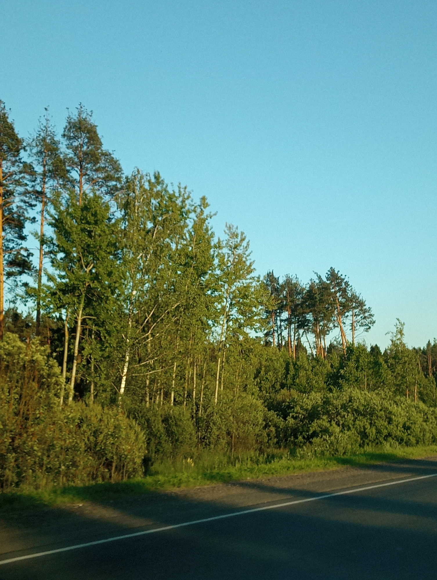 The image captures a sunlit roadside scene with a dense forest bordering the right side. The sky is a clear, bright blue. The forest consists of a mix of deciduous and coniferous trees, with birch trees prominently displaying their white bark in the foreground. The lower part of the image shows a paved road with a white line marking the edge. Lush green grass and bushes line the edge of the road, separating it from the forest. The lighting suggests it is either early morning or late afternoon, as indicated by the long shadows cast on the road and the warm glow on the trees. The environment appears natural and undisturbed, suggesting a rural or natural setting, possibly along a highway or secondary road in the Vaynayanskiy Sel'skiy Sovet region of Belarus. There are no people or animals visible in the image, and no specific actions or interactions are depicted.