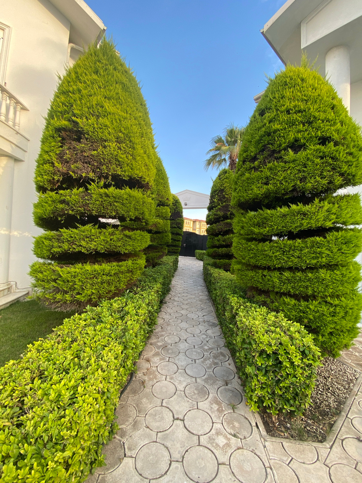 The image depicts a pathway lined with meticulously manicured conical evergreen trees and low green hedges. The pathway itself is paved with circular concrete pavers. On either side of the pathway are white buildings with architectural details like columns and balustrades. The sky is clear and blue. In the background, a palm tree and a few residential buildings are visible. The scene appears to be a residential or garden area in Serik, Turkey.