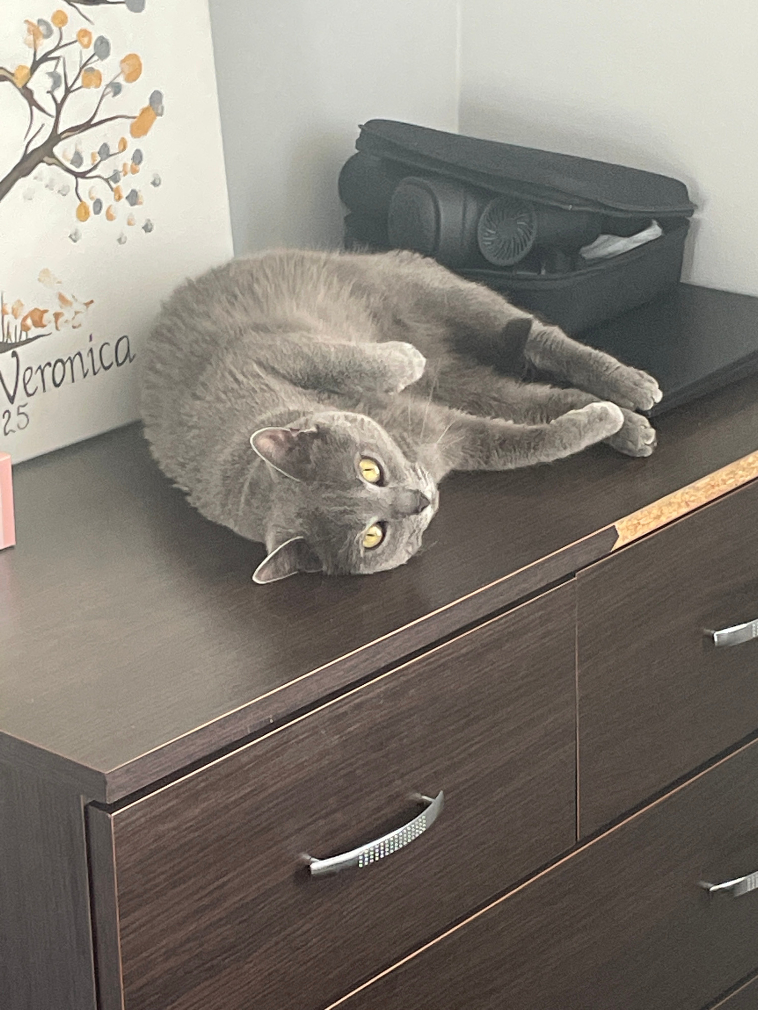 A grey cat with bright yellow eyes is shown hanging upside down from a dark brown wooden cabinet. The cat is positioned in the center of the frame, with its paws extended upwards and its body curled. The cat's head is tilted, and it appears to be looking directly at the camera.
To the left of the cat, a black bag is visible, partially open and containing a black object with a circular fan-like element. Below the cat, a white surface with a decorative tree illustration is partially visible, along with some text that reads "Veronica" and "25". The cabinet itself is dark brown with wooden grain visible and features silver drawer pulls. The scene appears to be indoors, likely in a home environment. The lighting suggests it could be daytime. The cat's posture and expression give it a playful or curious demeanor.