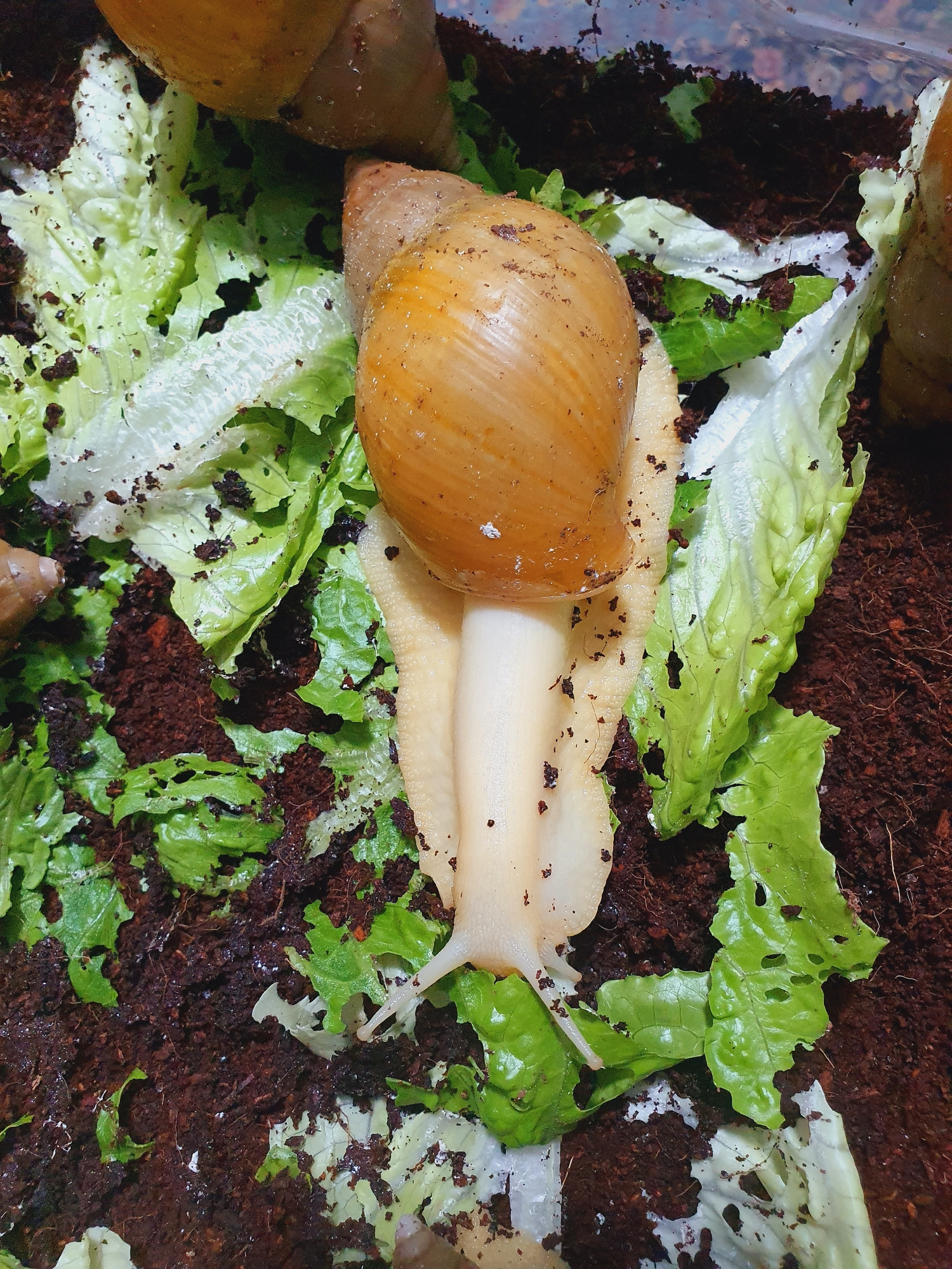 A close-up, overhead shot captures a large, light brown snail with visible shell ridges and a pale, fleshy body resting on a bed of torn lettuce leaves and dark brown, moist soil. The snail is positioned centrally, with its elongated foot extending towards the lower right of the frame. The lettuce leaves are scattered and partially eaten, with some pieces showing holes. The soil appears to be a substrate, possibly for terrarium inhabitants. The lighting is bright, highlighting the texture of the snail's shell and body, as well as the dampness of the soil. No specific geographical location within Shiraz, Iran, can be determined from the visual information provided in the image.