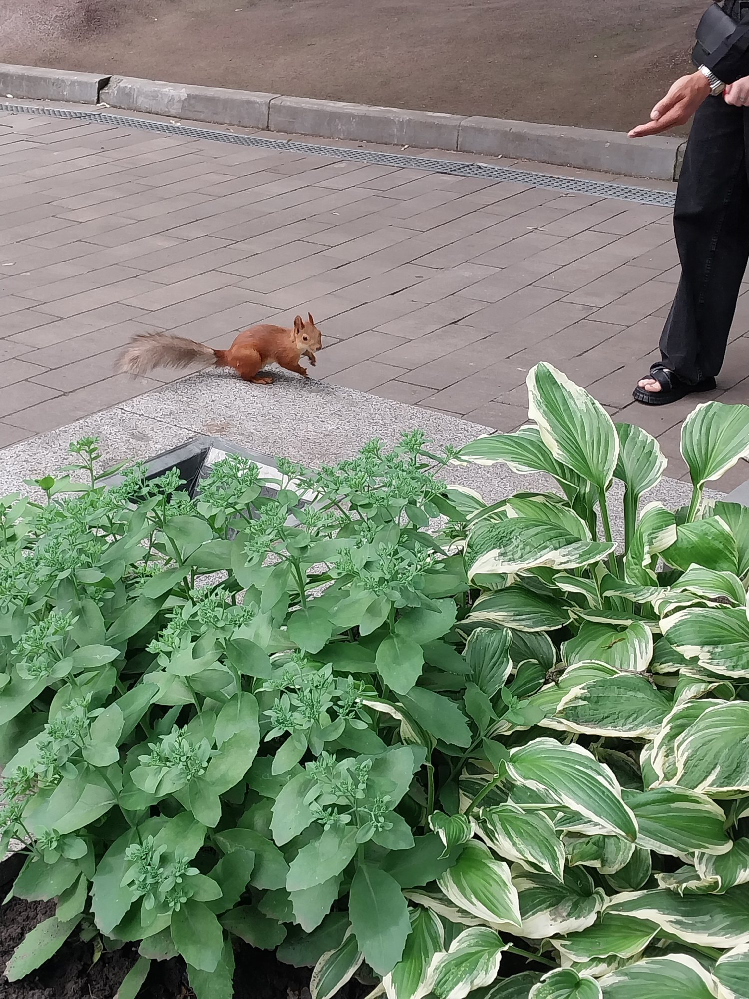 A red squirrel is foraging on a paved surface with a textured, light-colored stone border. To the right, a person wearing black pants and sandals is extending their right hand, palm up, towards the squirrel, possibly offering food. In the foreground, a dense planting of variegated hosta plants with white and green leaves fills the lower portion of the frame, contrasting with the lighter green foliage of sedum plants to the left. The scene appears to be an outdoor public space, potentially a park or walkway in Dnipro, Ukraine.