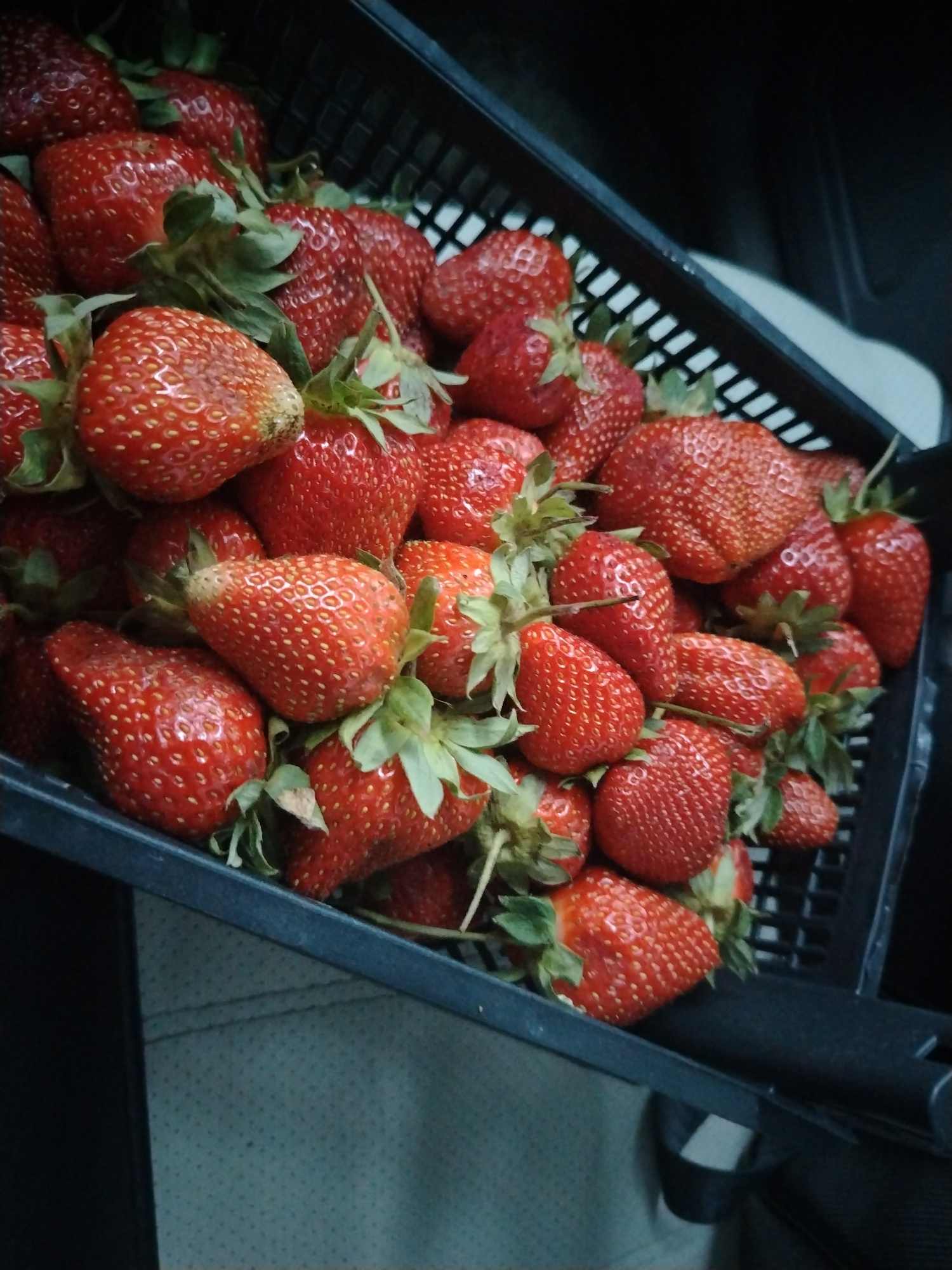 A black plastic crate overflows with ripe, red strawberries. The strawberries vary in size and shape, with some appearing plump and others slightly irregular. Many have green stems and leaves still attached. The crate is positioned on a textured, light-colored surface that appears to be fabric, possibly the interior of a vehicle. The background is dark and out of focus, suggesting an indoor or dimly lit environment. There is no visible indication of the specific location within Yaroslavl, Russia, or any people present.