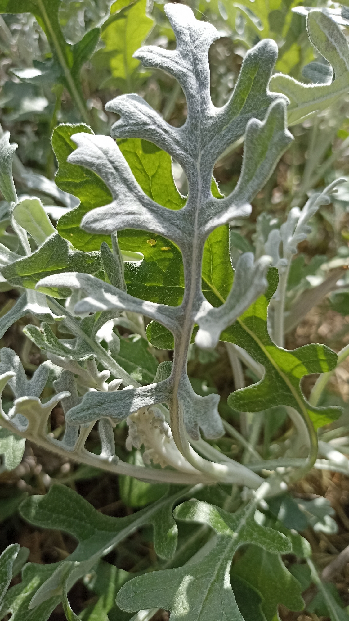 This close-up, vertically oriented image captures a cluster of silvery-green, lobed leaves of a plant, likely in an outdoor setting. The leaves are finely textured, with a soft, fuzzy appearance, suggesting a dusty or velvety surface. The leaf margins are deeply incised, creating intricate, almost lace-like patterns. Some leaves are a lighter, silvery hue, while others beneath them are a more vibrant green, indicating varying exposure to sunlight.
The lighting suggests a bright, sunny day, with dappled sunlight casting shadows and highlighting the textures of the foliage. The background is softly blurred, revealing more of the plant's growth and the surrounding environment, which appears to be natural ground with dry grasses and soil. There are no people or animals visible in the frame. The overall impression is one of natural beauty and detailed botanical study. The location context is Kapyĺ, Belarus.