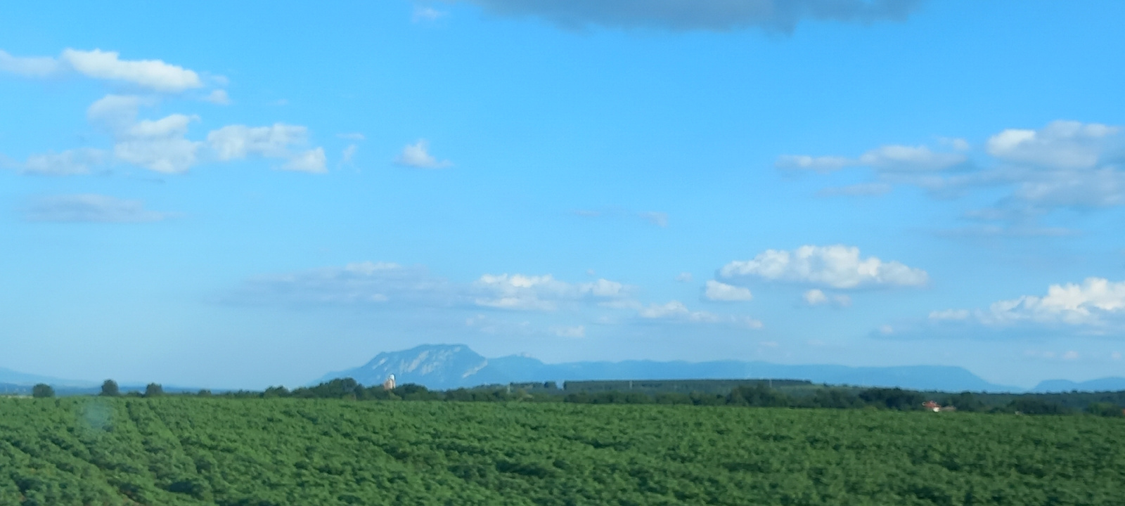 The image depicts a wide, sunlit landscape under a bright blue sky with scattered white clouds. In the foreground, a vast, dense field of green crops stretches across the frame, appearing somewhat blurred, suggesting movement or a shallow depth of field. Beyond the field, a line of dark green trees forms a horizon, punctuated by a few scattered structures, including a prominent light-colored building with a round dome-like structure in the middle distance, set against a large, misty mountain range. The overall impression is of a rural, open environment under clear weather conditions. This scene is not specifically identifiable as being in the city of Montana, Bulgaria, without further contextual information.